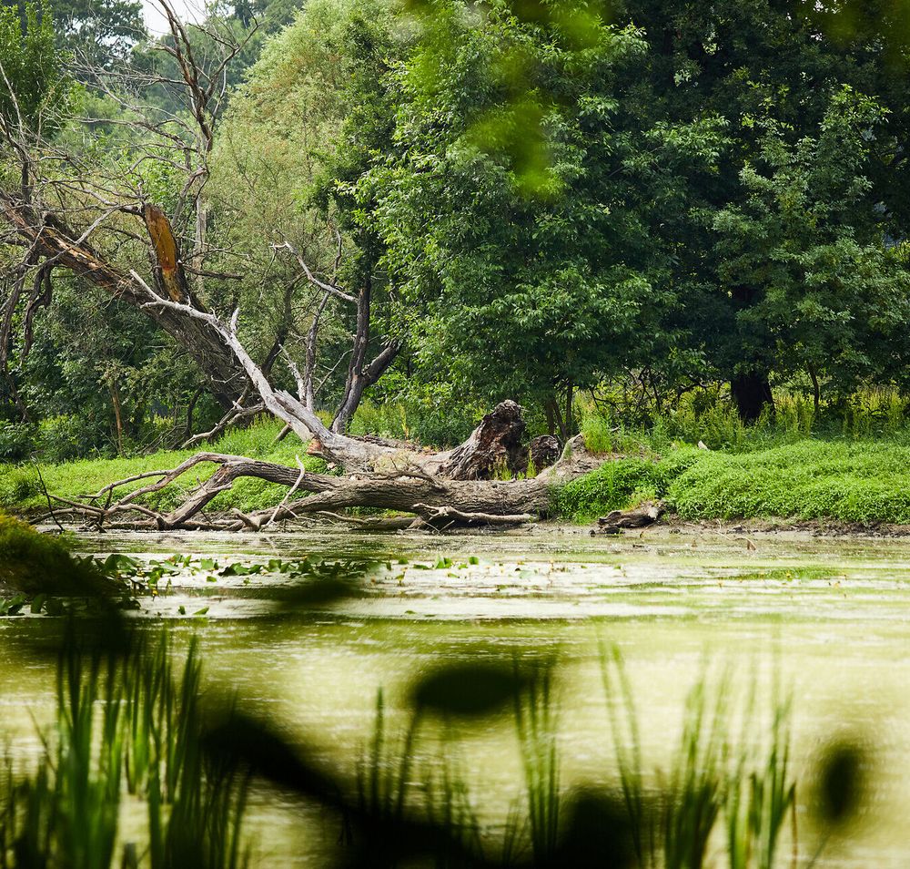Ein ruhiger Fluss schlängelt sich durch die üppige Landschaft, während alte Bäume ihre knorrigen Äste ins Wasser strecken. Die sanften Hügel im Hintergrund laden zu einem entspannenden Spaziergang ein, wo die Natur in voller Pracht erblüht.