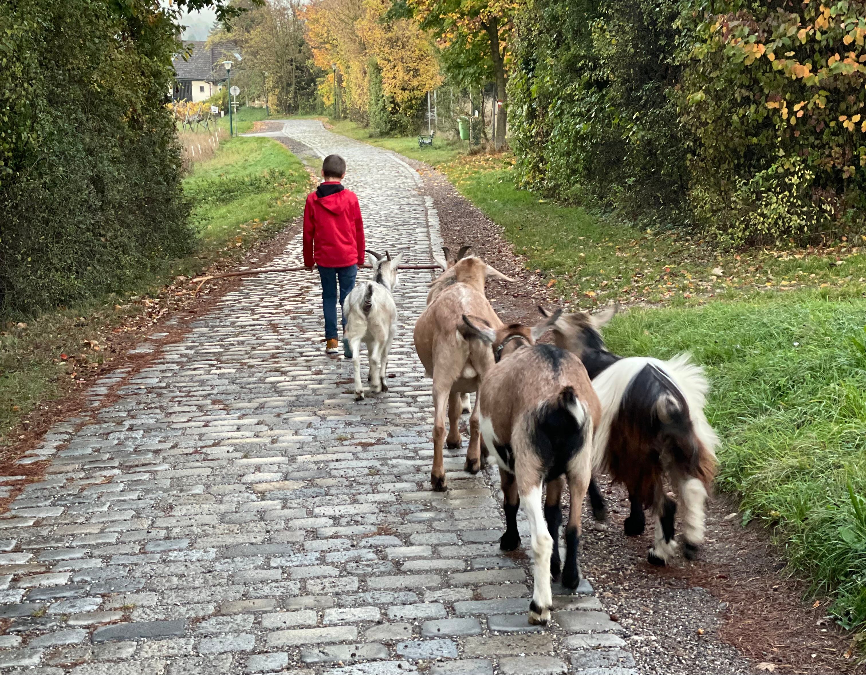Ein Kind in roter Jacke führt eine Gruppe Ziegen auf einem gepflasterten Weg entlang einer grünen Hecke.