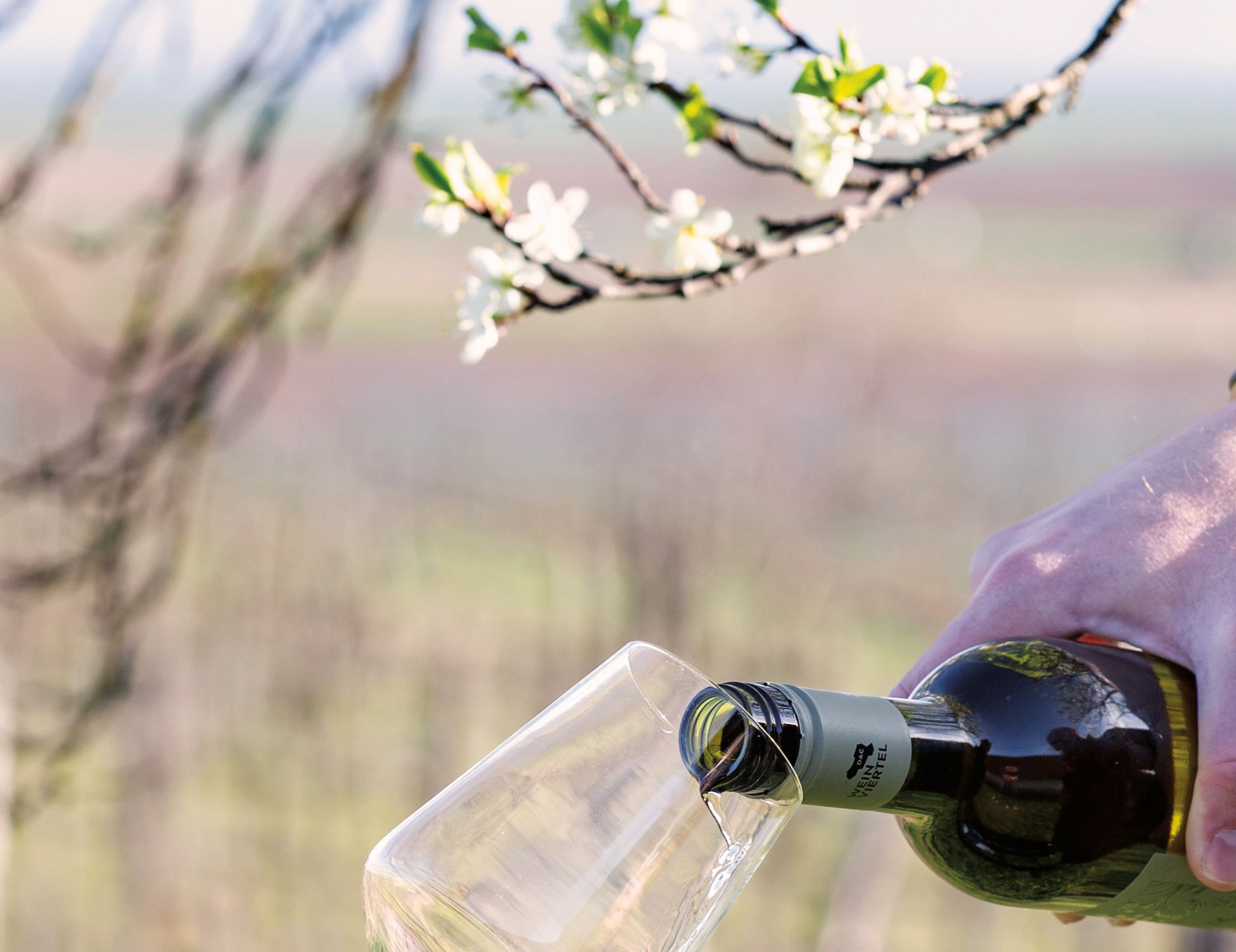  	Frühling im Weinviertel, im Weingarten wird ein Glas Wein eingeschenkt.