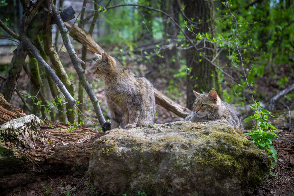 Wildkatzen in Wildkatzenanlage