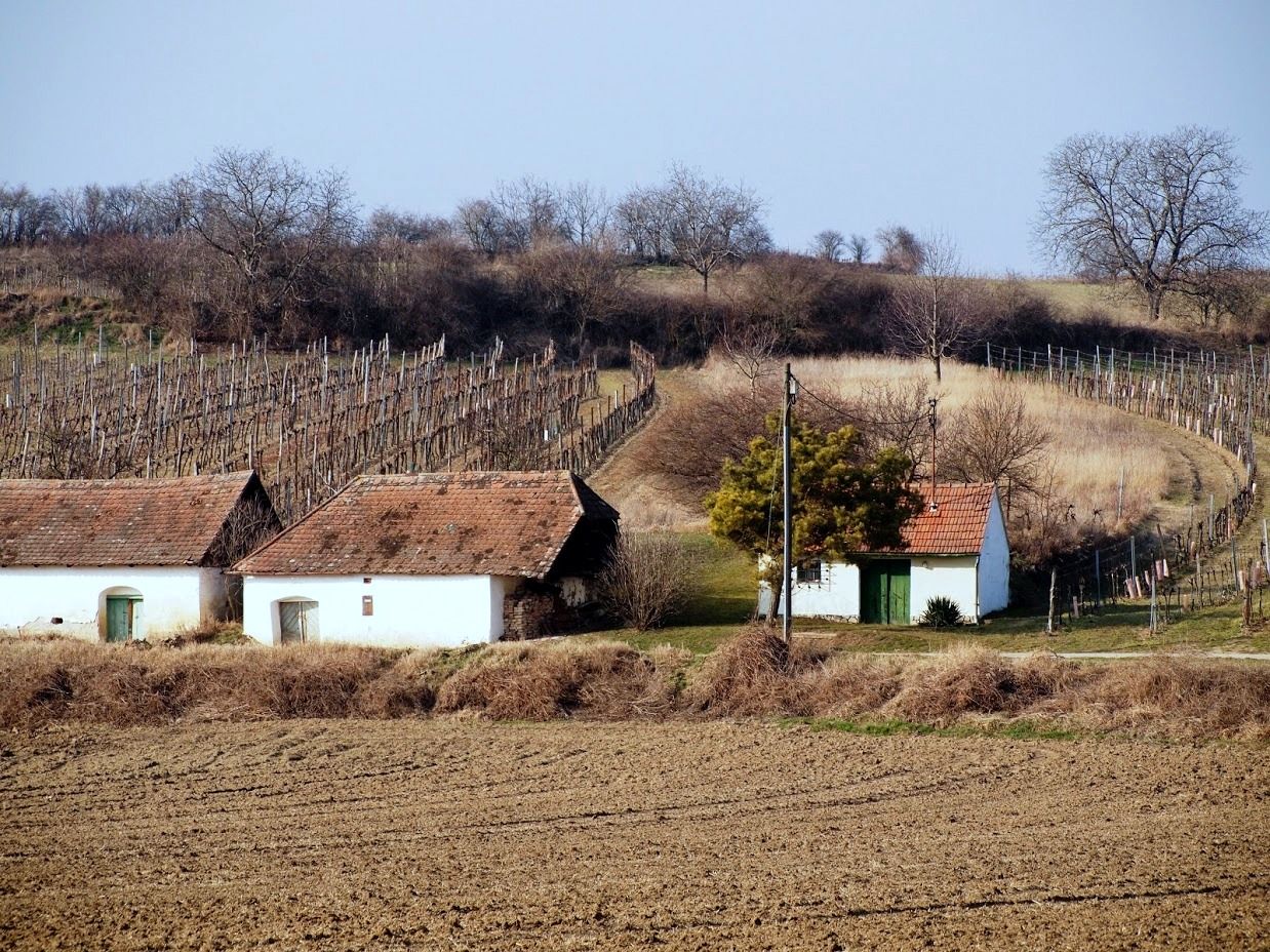 Weinberge mit kleinen weißen Gebäuden und kahlen Bäumen im Hintergrund.