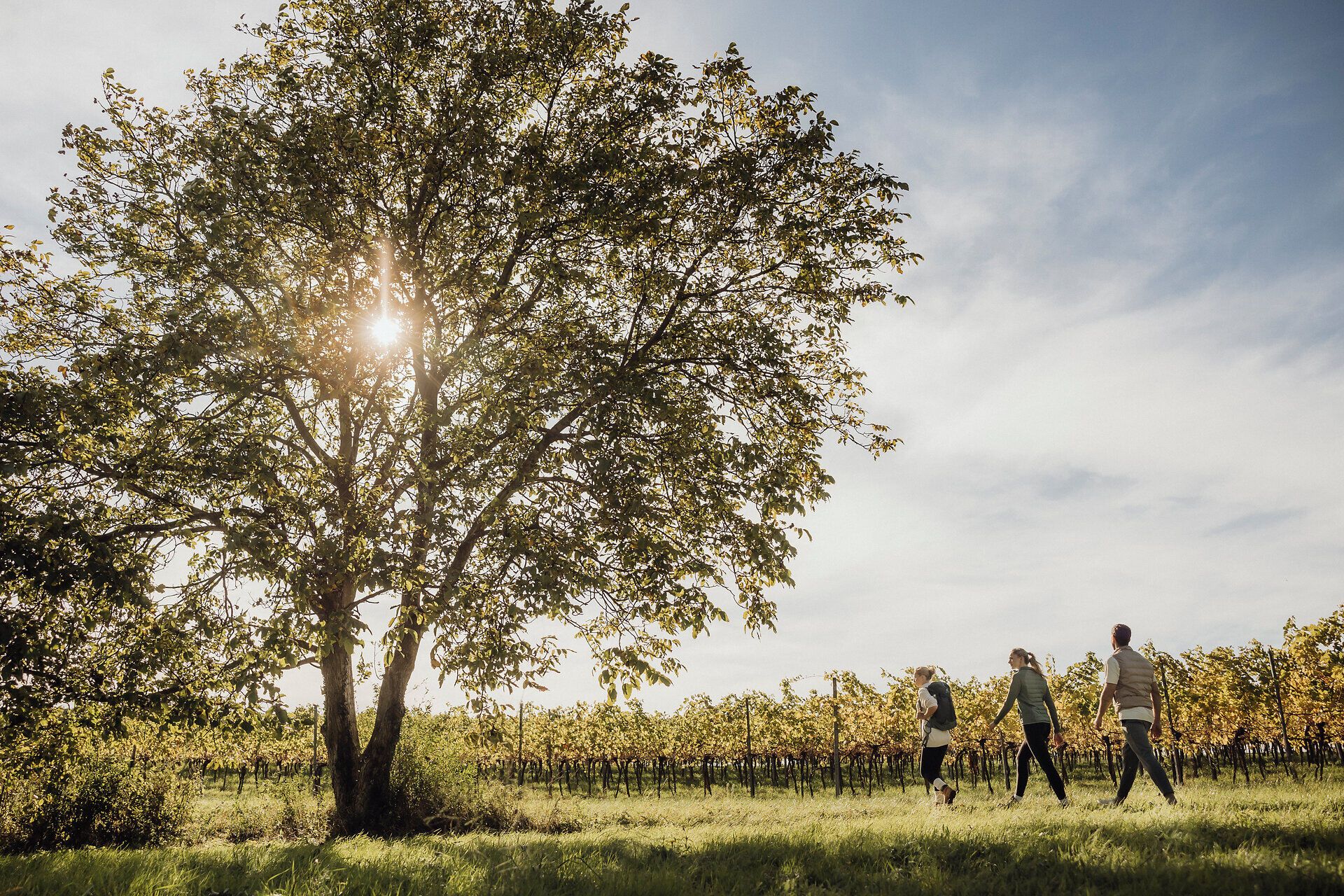 Ein sanfter Wind weht durch die Weinberge, während die Sonne durch die Blätter der Bäume strahlt. Eine Familie genießt einen entspannten Spaziergang, umgeben von der malerischen Landschaft des Weinviertels. Hier, wo die Natur und die Kultur des Weinanbaus harmonisch verschmelzen, wird jeder Schritt zu einem unvergesslichen Erlebnis.