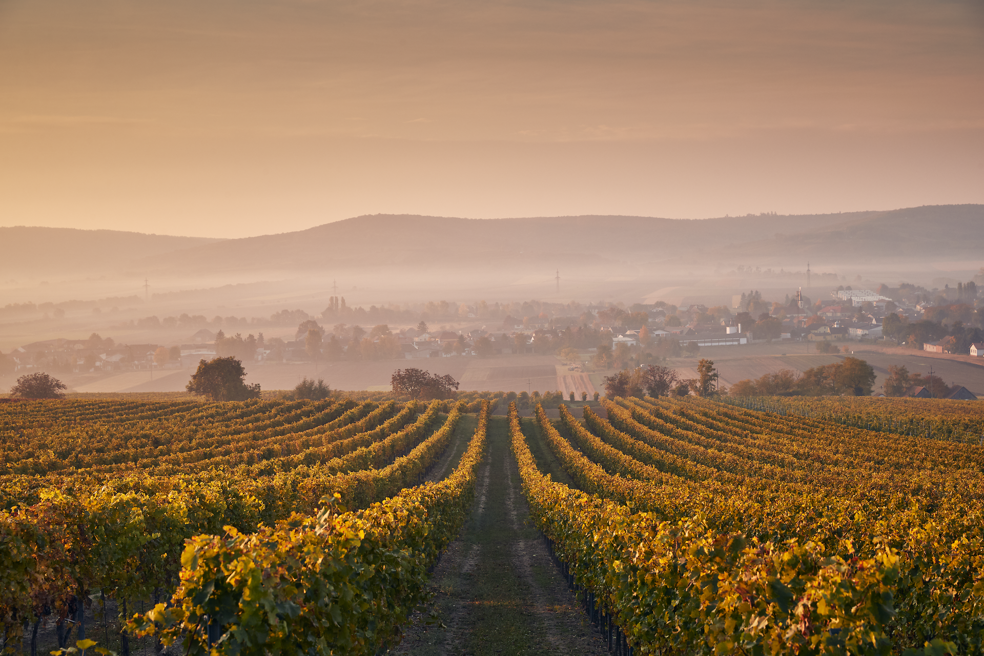 Sanfte Hügel und endlose Weinreben erstrecken sich unter einem goldenen Himmel, während die Morgensonne die Landschaft in warmes Licht taucht. Hier, wo die Trauben reifen, spürt man die Ruhe und die Schönheit der Natur, die zum Verweilen einlädt.