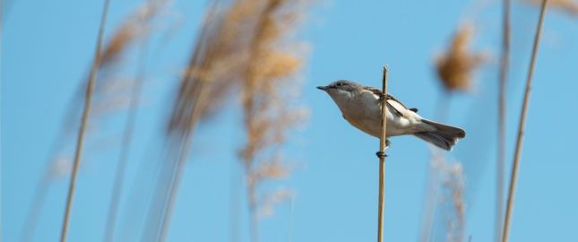 Vogelstimmen