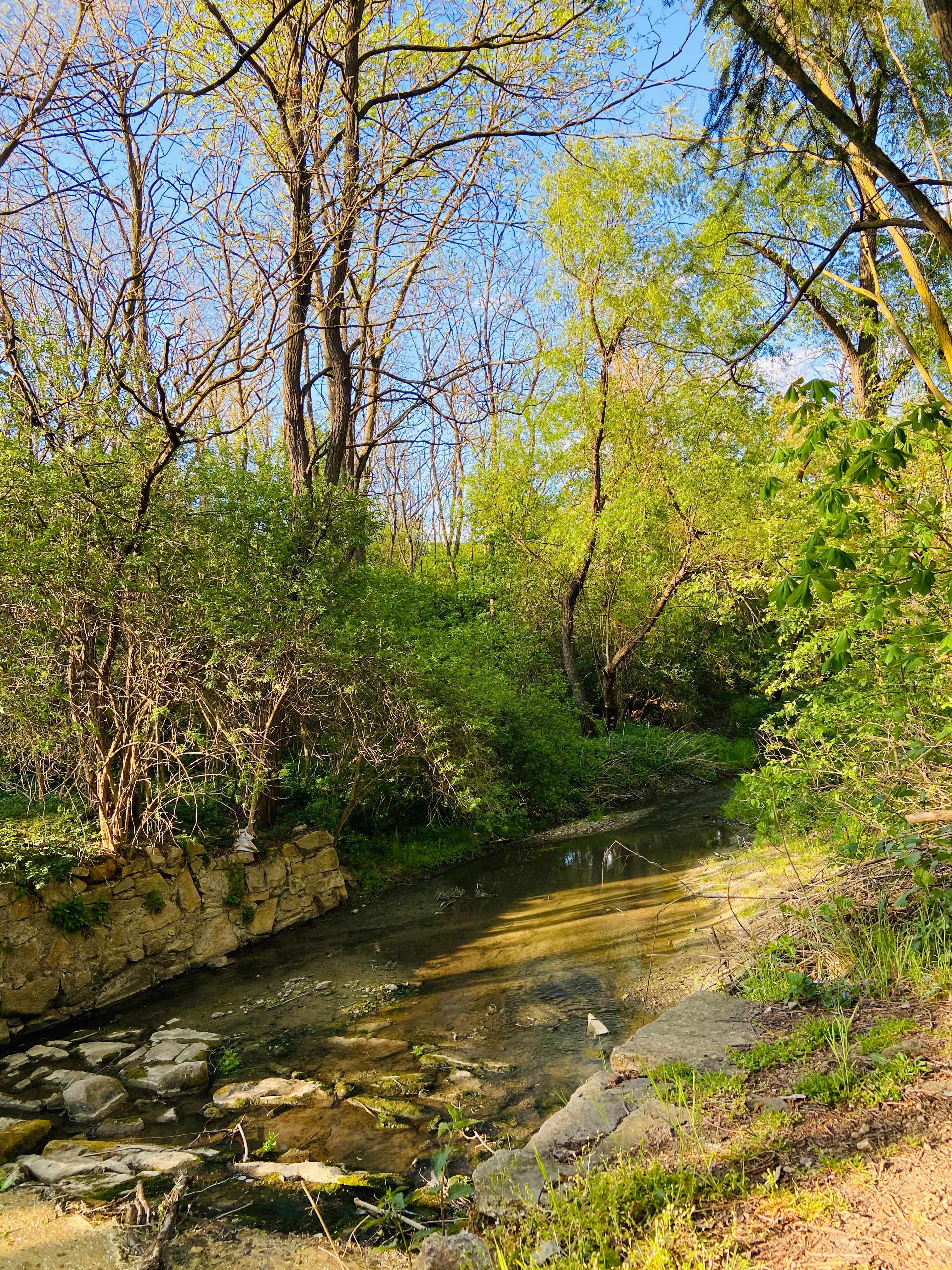 Ein kleiner Bach fließt durch einen bewaldeten Bereich mit grünem Laub und blauem Himmel.