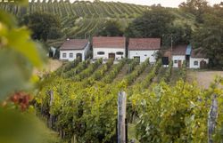 Durch das Weinlaub fällt der Blick auf Presshäuser und Keller, die sich zu einer einzeiligen Kellergasse aneinander reihen. Die Kellergasse liegt eingebettet in Weingärten.