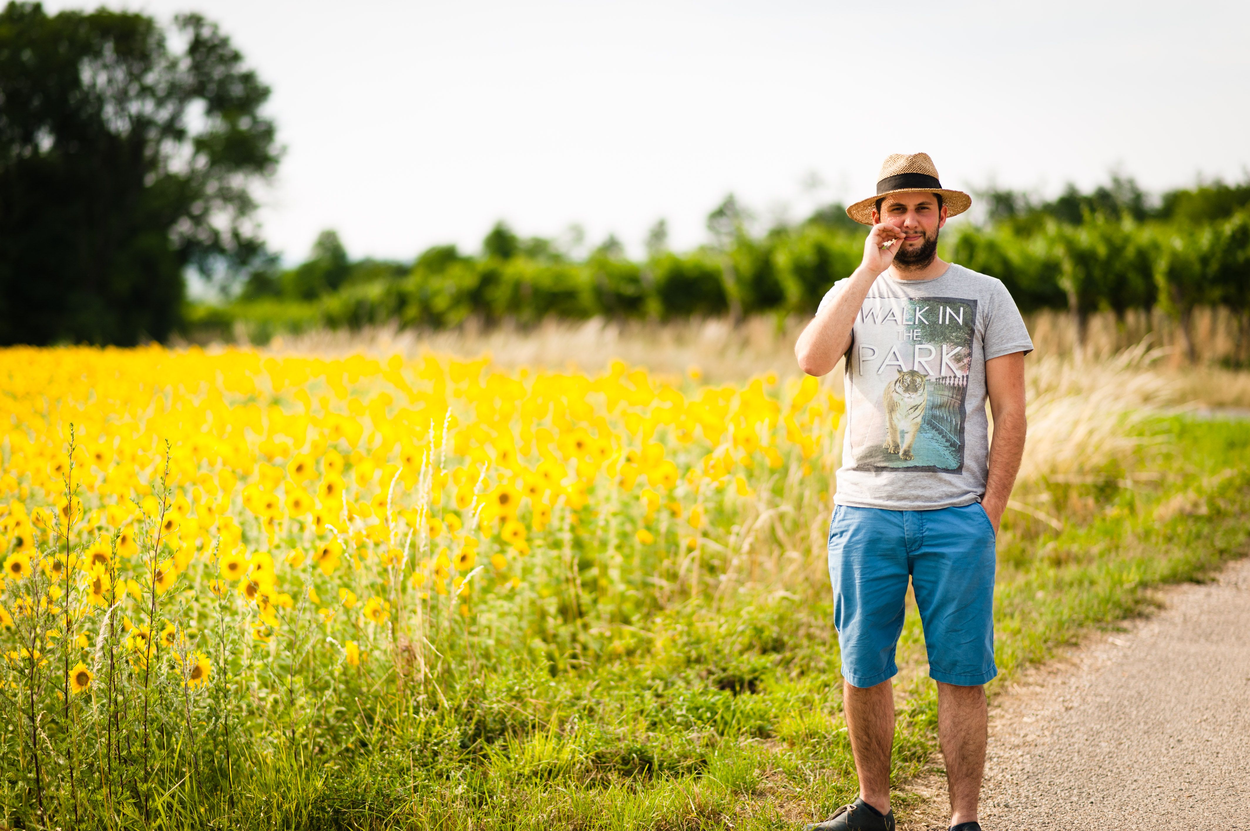 Man in a straw hat stands on a path next to a field of sunflowers.