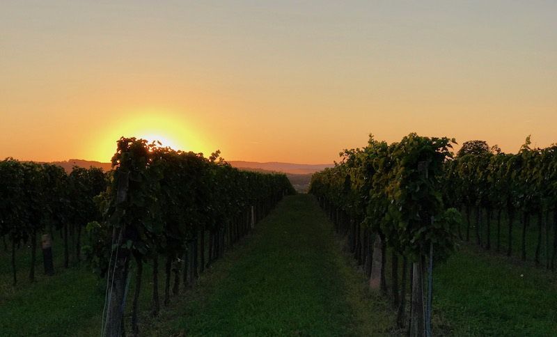 A vineyard at sunset with rows of vines.