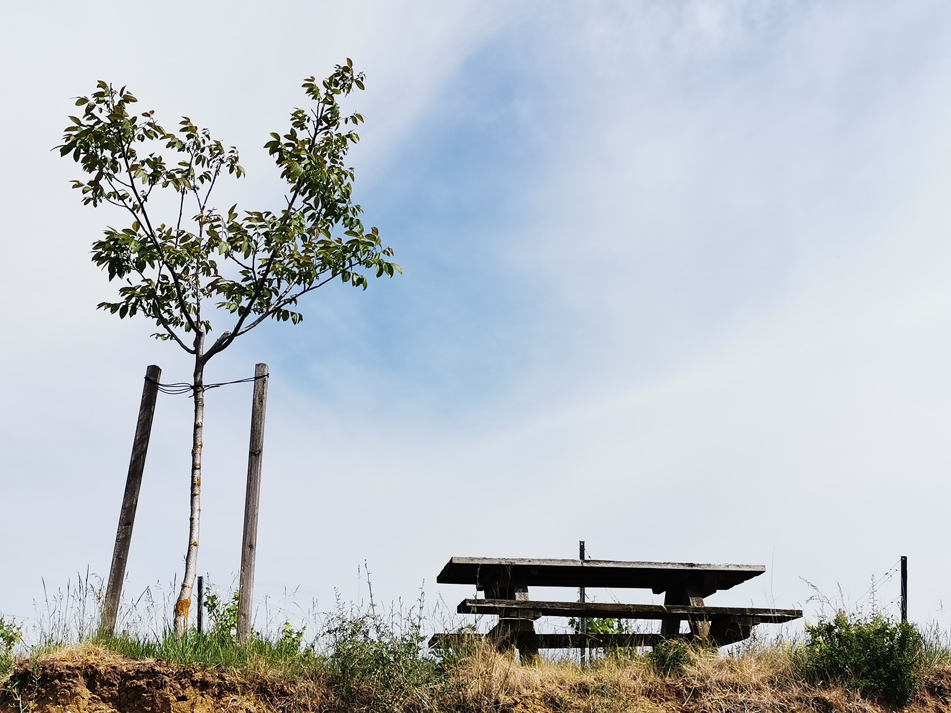 Ein kleiner Baum neben einem Holztisch auf einem Hügel unter blauem Himmel.
