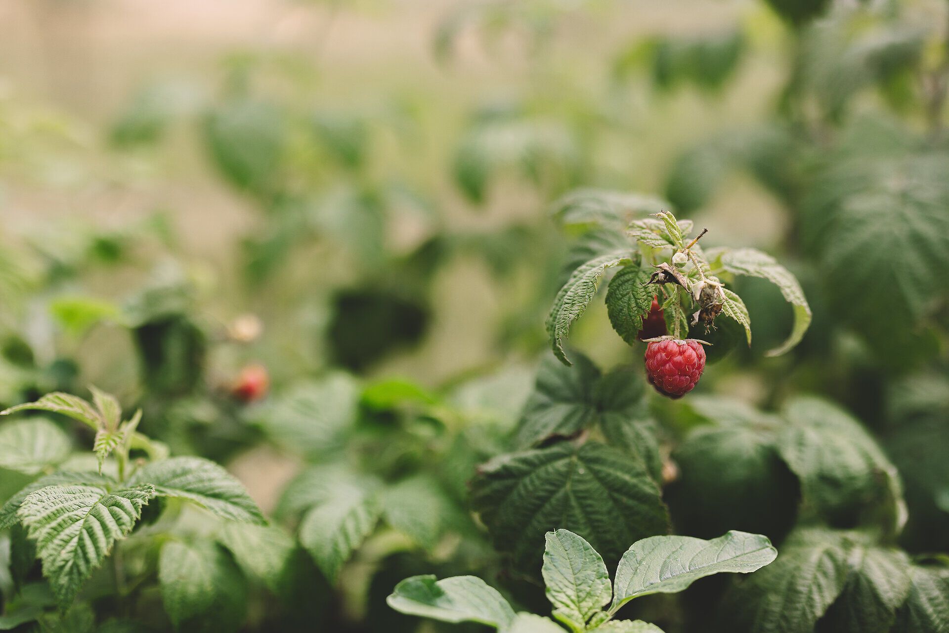 Saftige Himbeeren hängen verlockend an den Sträuchern und laden dazu ein, die süßen Früchte direkt zu kosten. In der warmen Herbstsonne entfaltet sich der köstliche Duft der reifen Beeren, während die sanfte Brise die Blätter zum Rascheln bringt. Ein wahres Paradies für Genießer und Naturliebhaber.