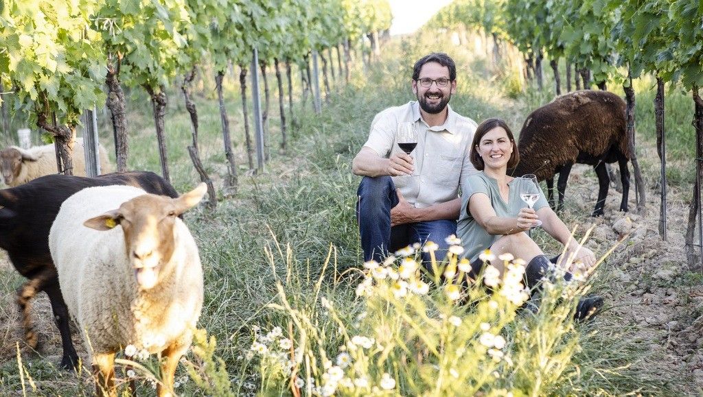 Scha(r)fsinnig  im Weingarten - Weingut Sailer