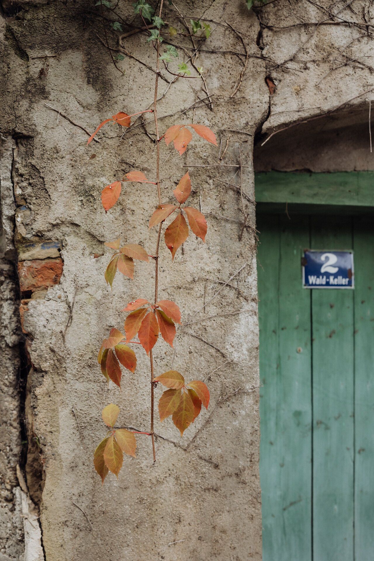 Die sanften Farben der herbstlichen Blätter schmücken die alte Mauer und verleihen der Szenerie einen malerischen Charme. Einladend wirkt die grüne Tür, die den Zugang zu einem geheimnisvollen Ort verspricht, während die ruhige Atmosphäre zum Verweilen einlädt. Hier, wo die Natur und die Geschichte harmonisch verschmelzen, lässt sich der Zauber des Weinwanderns im Weinviertel spüren.