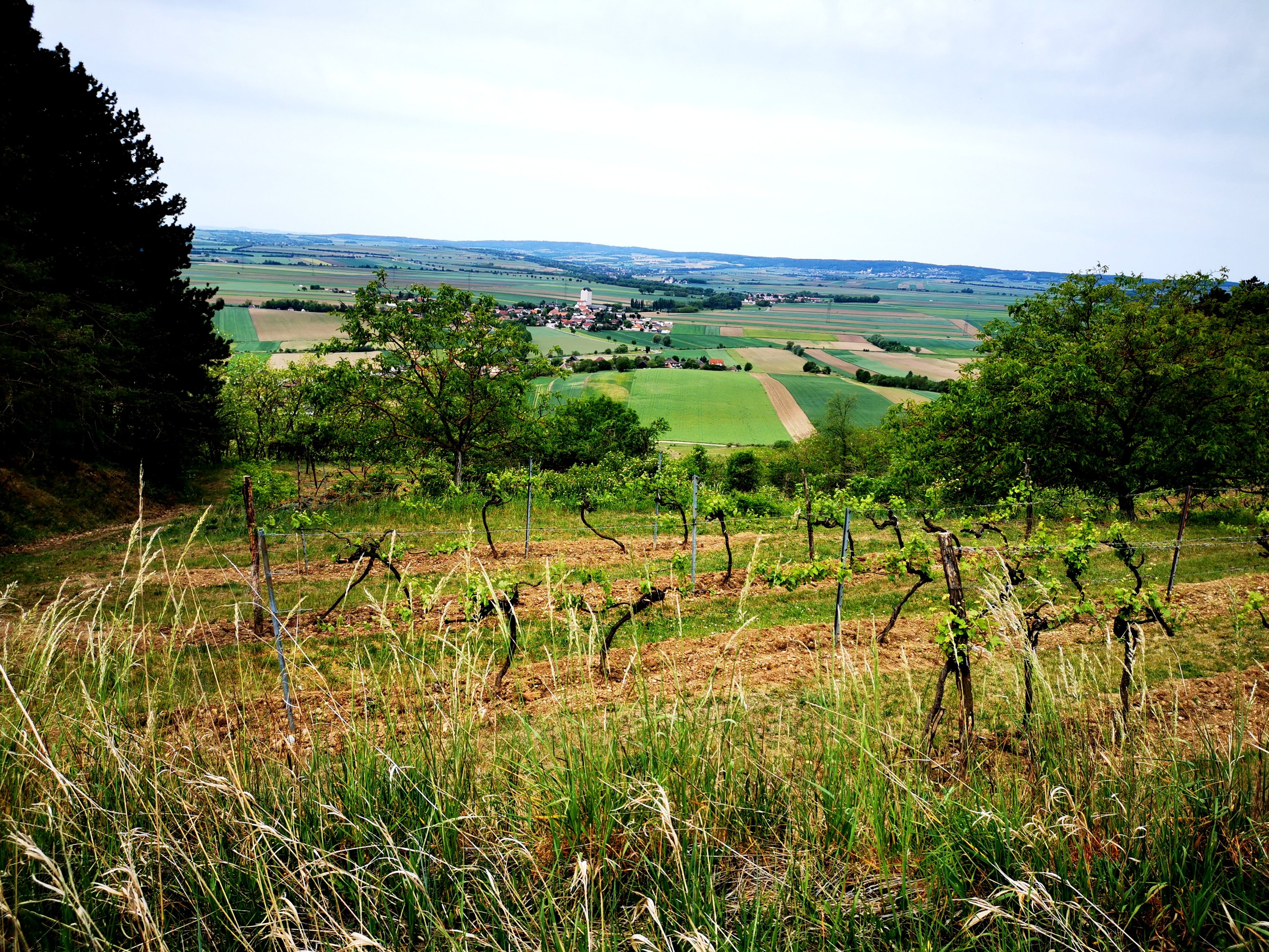 Vineyards and fields in the Weinviertel, Austria.