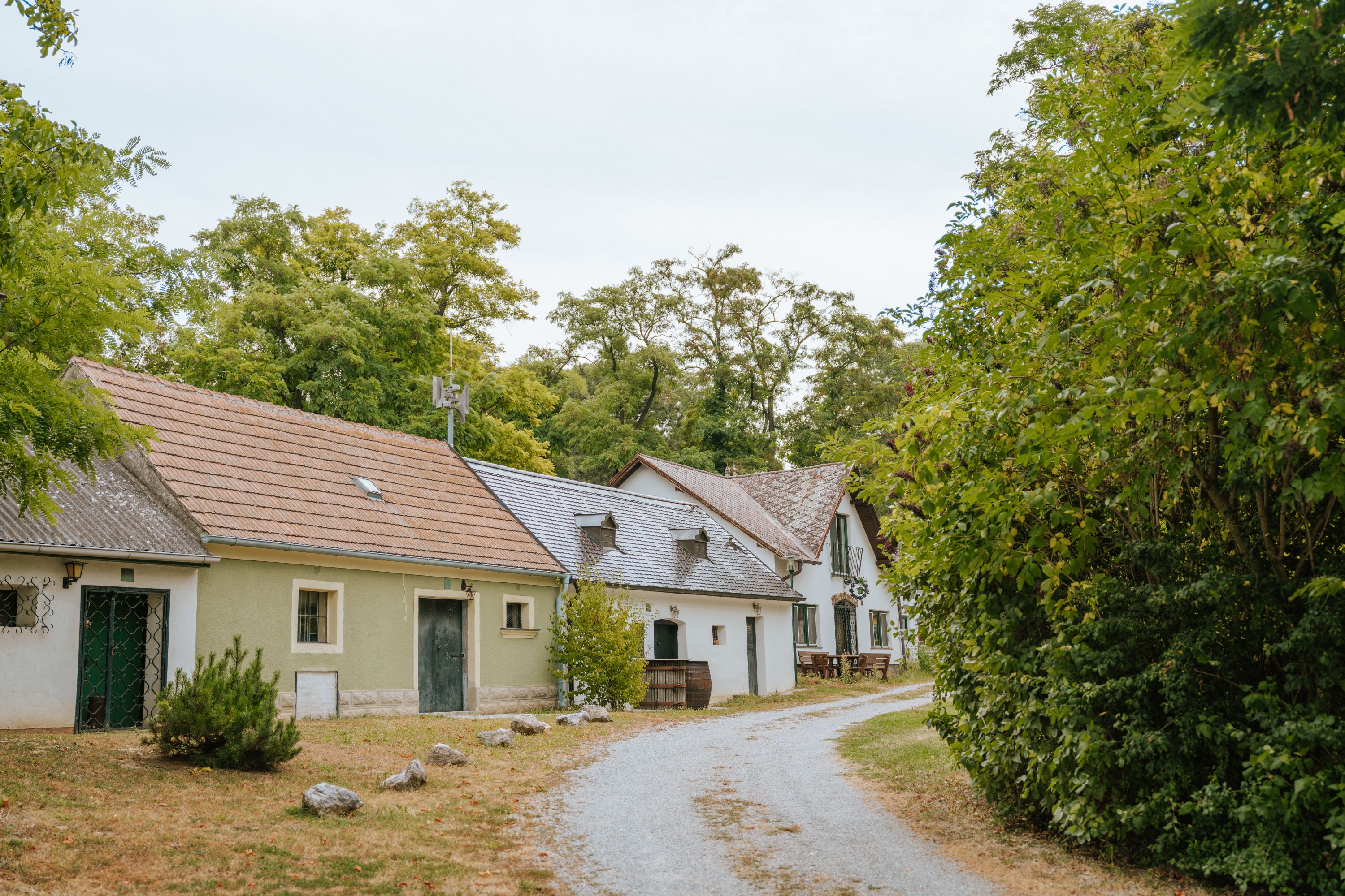 Eine malerische Kellergasse mit traditionellen Gebäuden und Bäumen in Mannersdorf am Rochusberg.