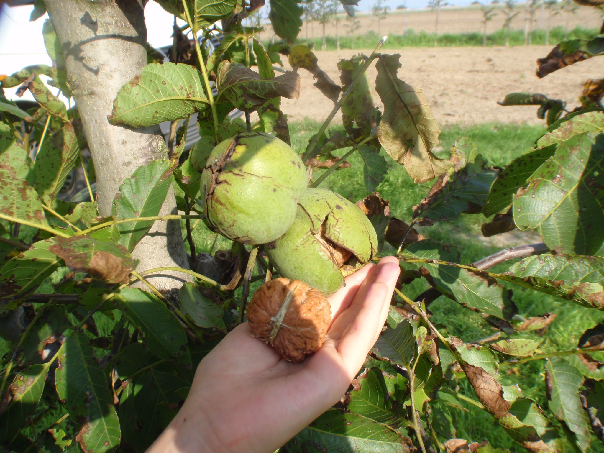 Hand holding walnut under a walnut tree with green and brown leaves.