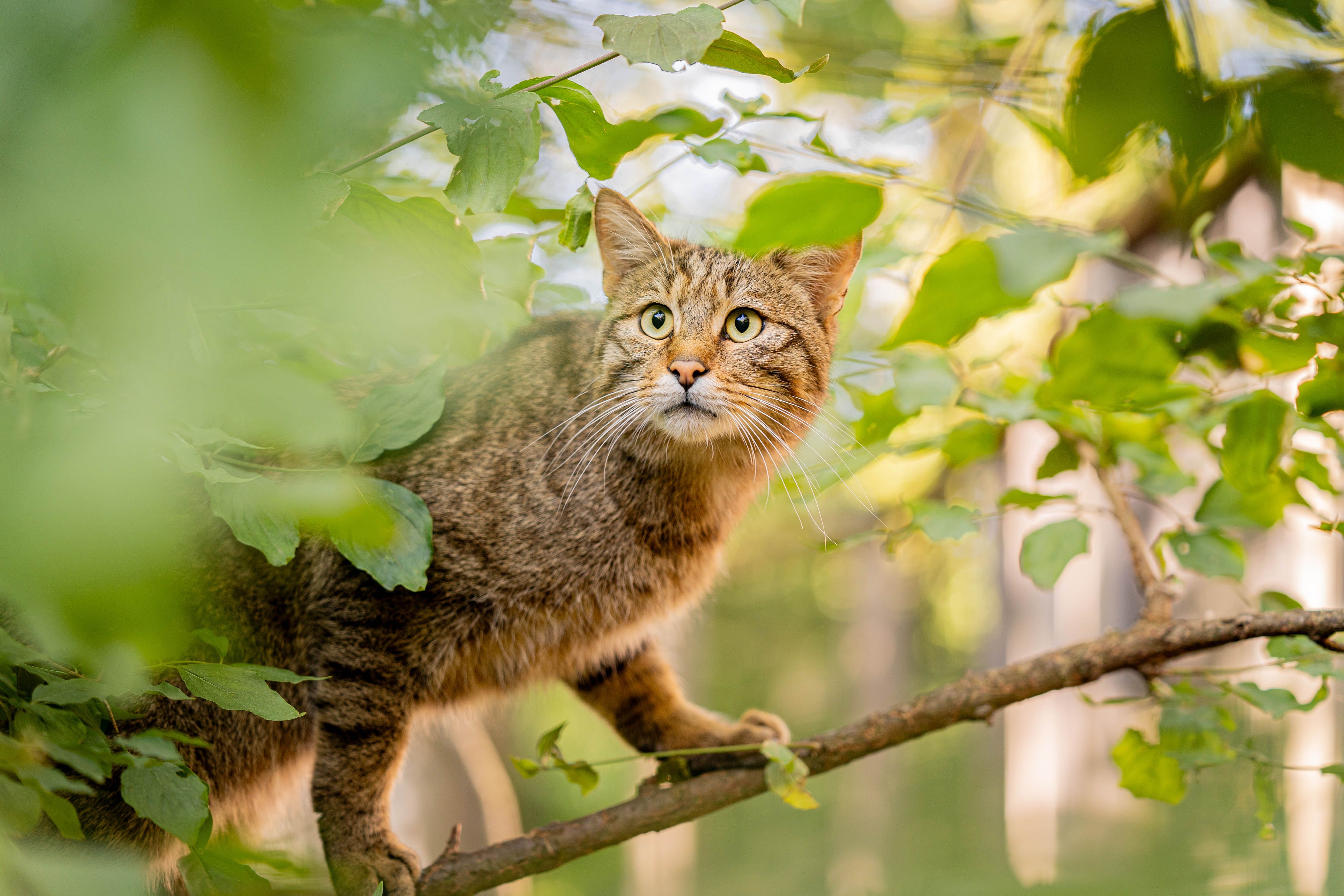 Eine Wildkatze sitzt aufmerksam auf einem Ast zwischen grünen Blättern und blickt in die Kamera.