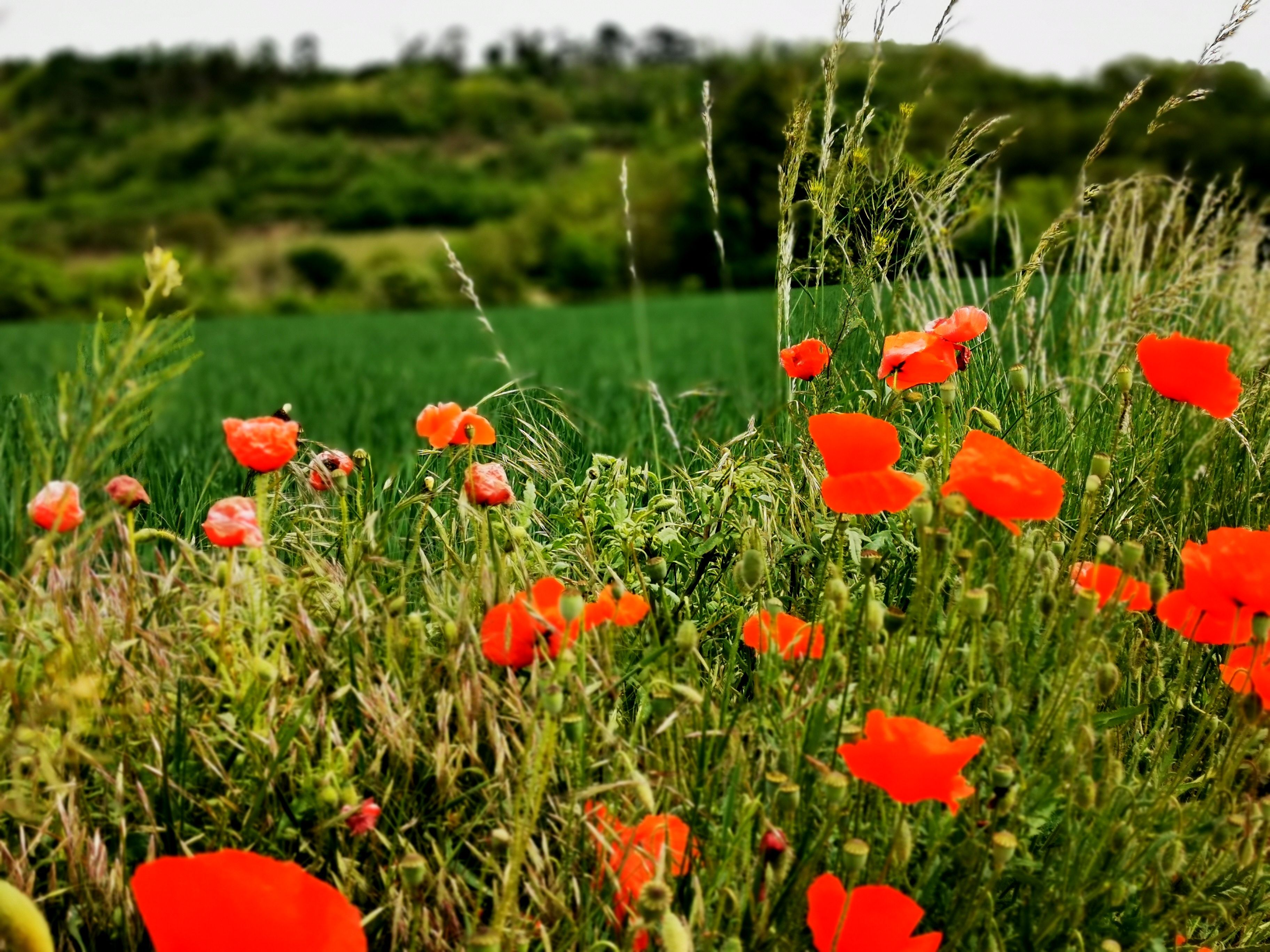 Red poppies in front of a green field and wooded hills.
