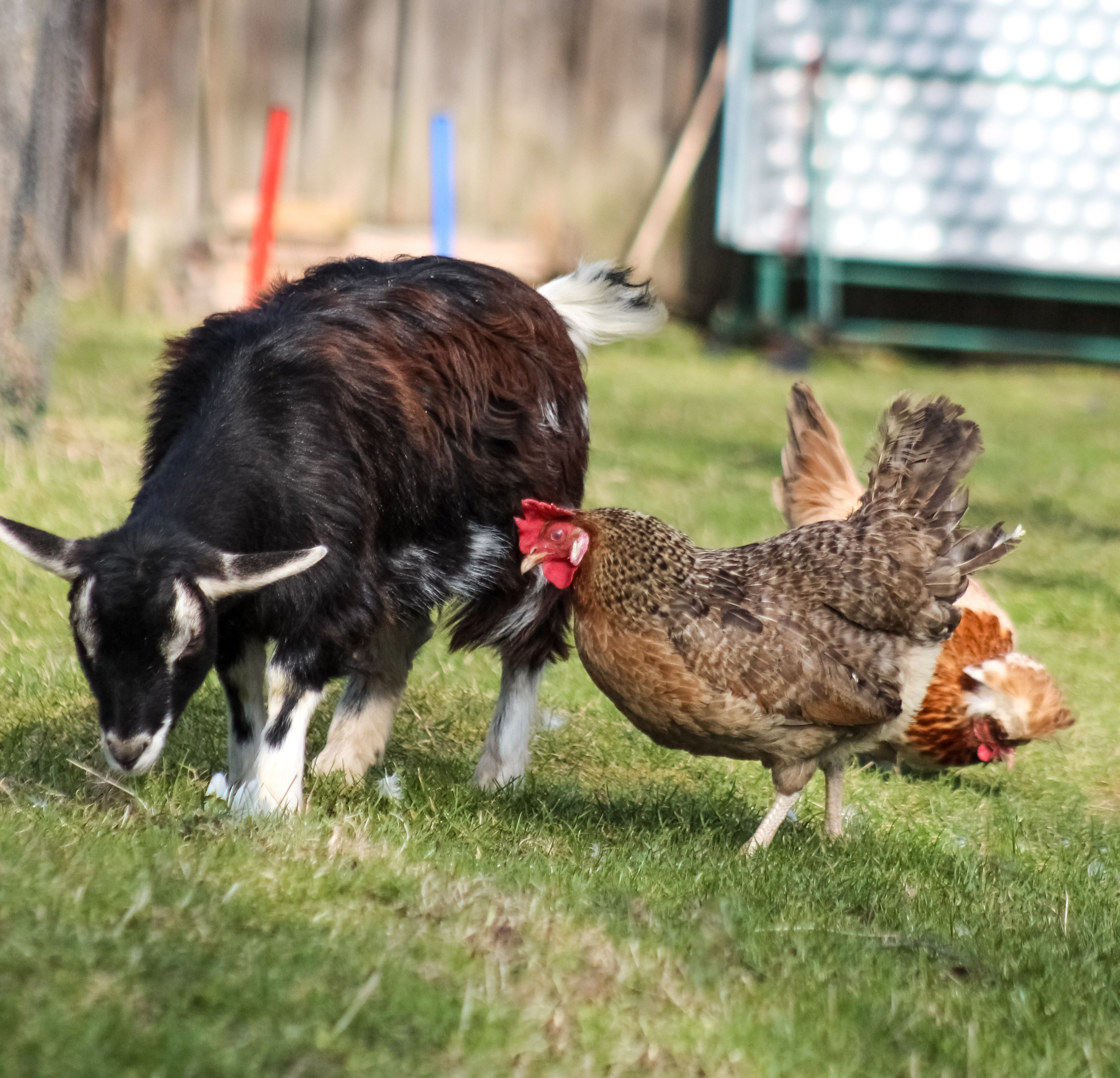 A goat and two chickens graze together in a meadow.