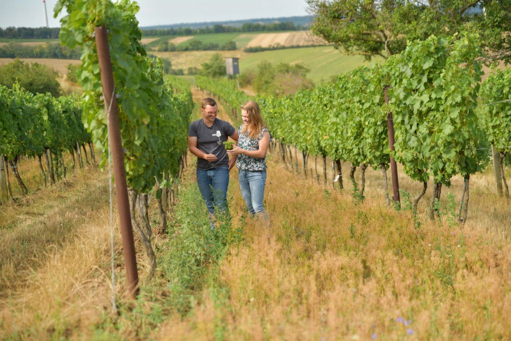 Weg zum Wein