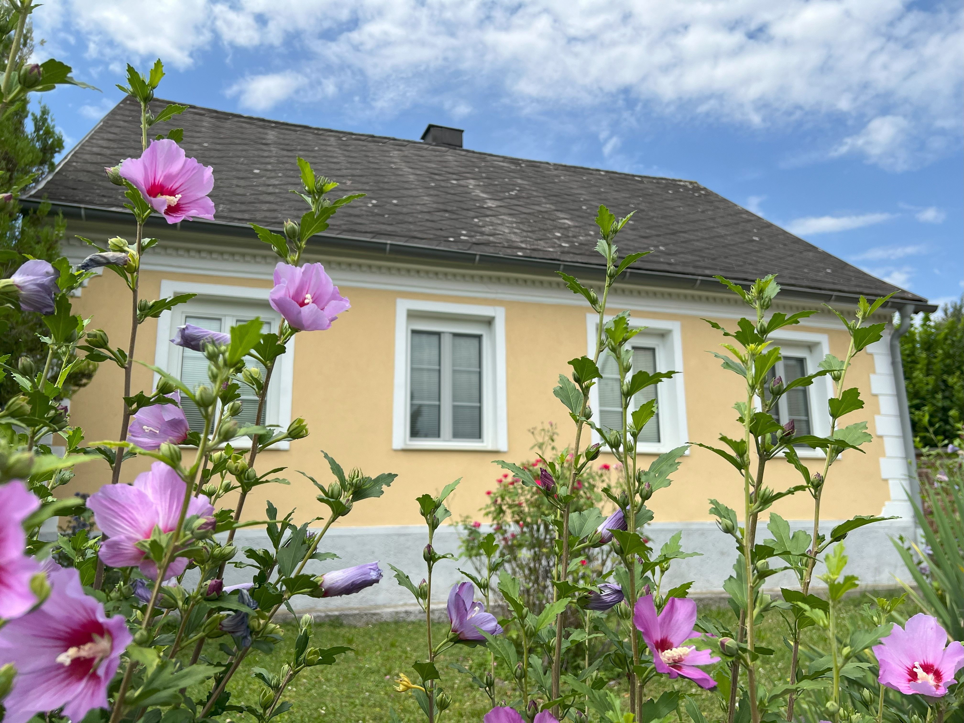 Ein gelbes Haus mit weißen Fensterrahmen, umgeben von blühenden rosa Blumen im Vordergrund.
