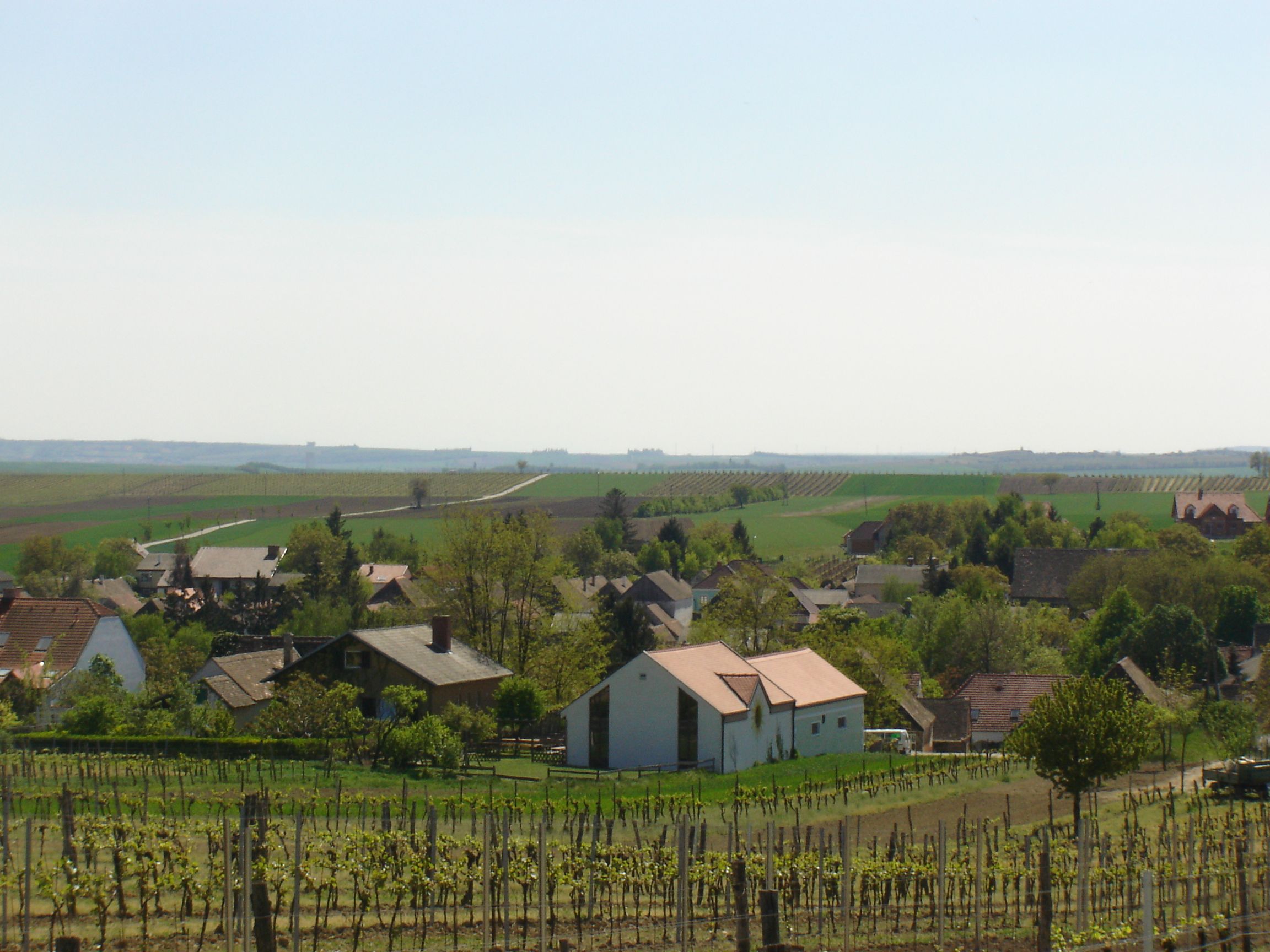 Landschaft mit Weinbergen und Dorf im Hintergrund.