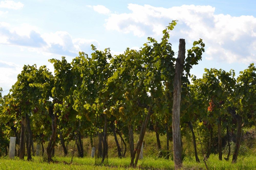 Vines in the sunlight with a blue sky and clouds in the background.