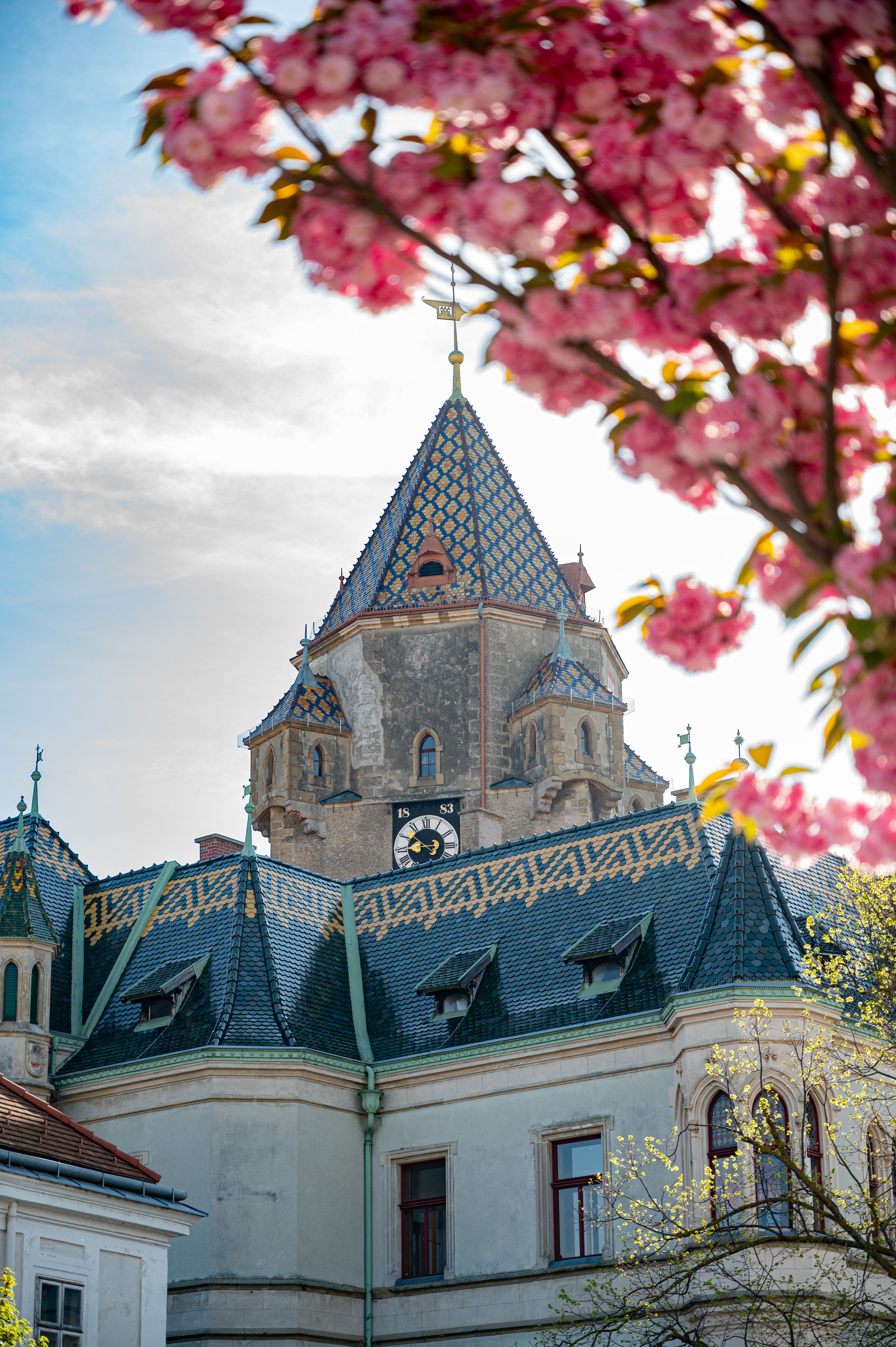 Turm des Rathauses Korneuburg mit blühenden Kirschblüten im Vordergrund.