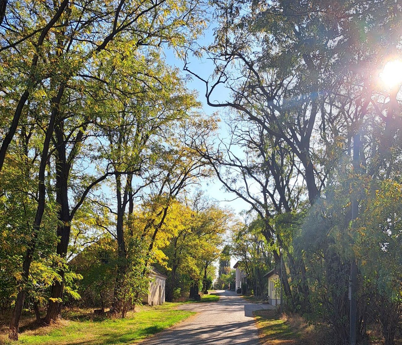 Baumgesäumte Straße im Sonnenlicht mit Häusern am Rand und blauem Himmel.