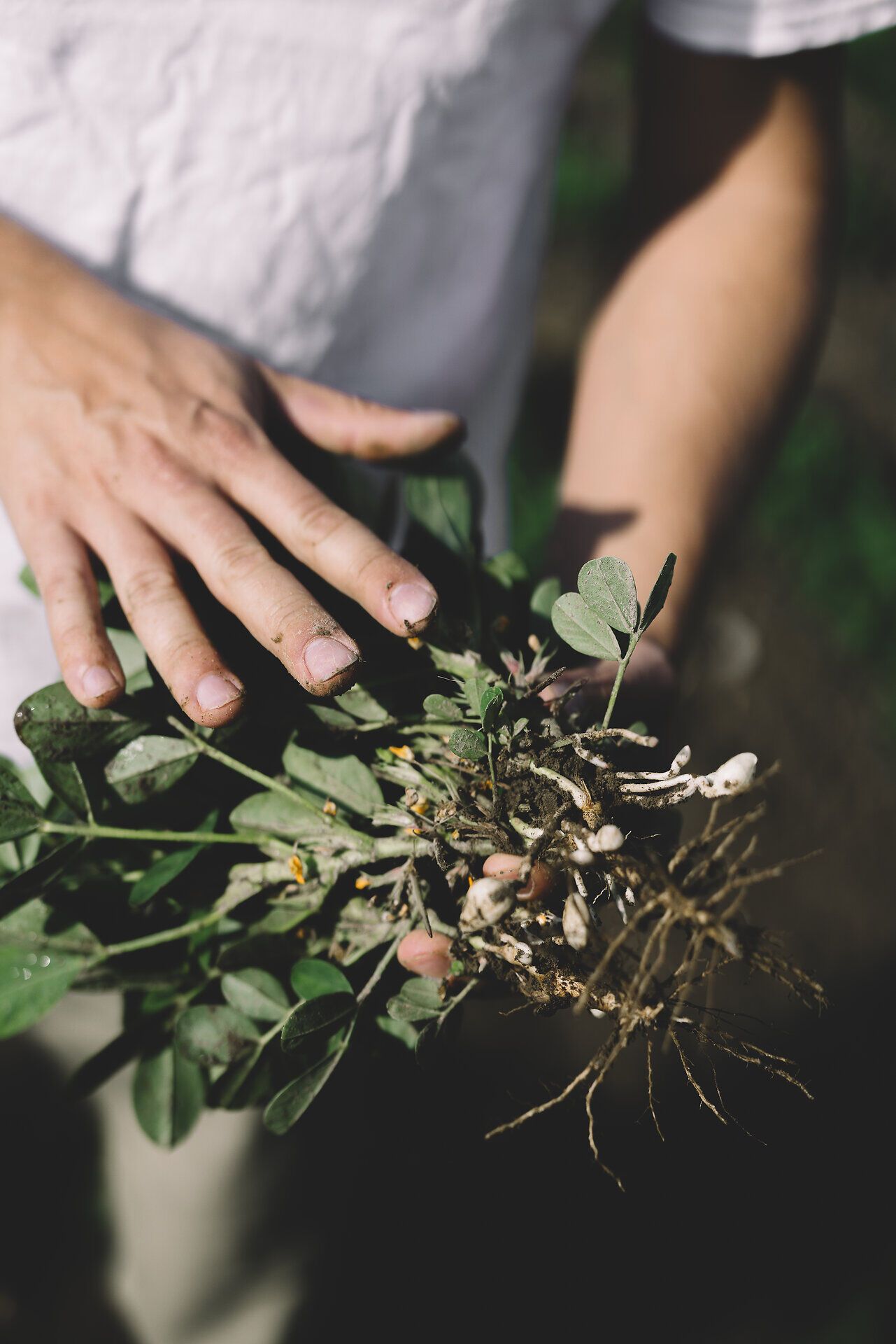 Frische Erdnüsse, sorgfältig aus der Erde geholt, laden dazu ein, die kulinarischen Schätze der Region zu entdecken. Die sanfte Berührung der Blätter und die erdigen Wurzeln vermitteln ein Gefühl von Verbundenheit zur Natur und zur regionalen Landwirtschaft. Ein Genuss für alle Sinne, der die Vorfreude auf die herbstlichen Köstlichkeiten weckt.