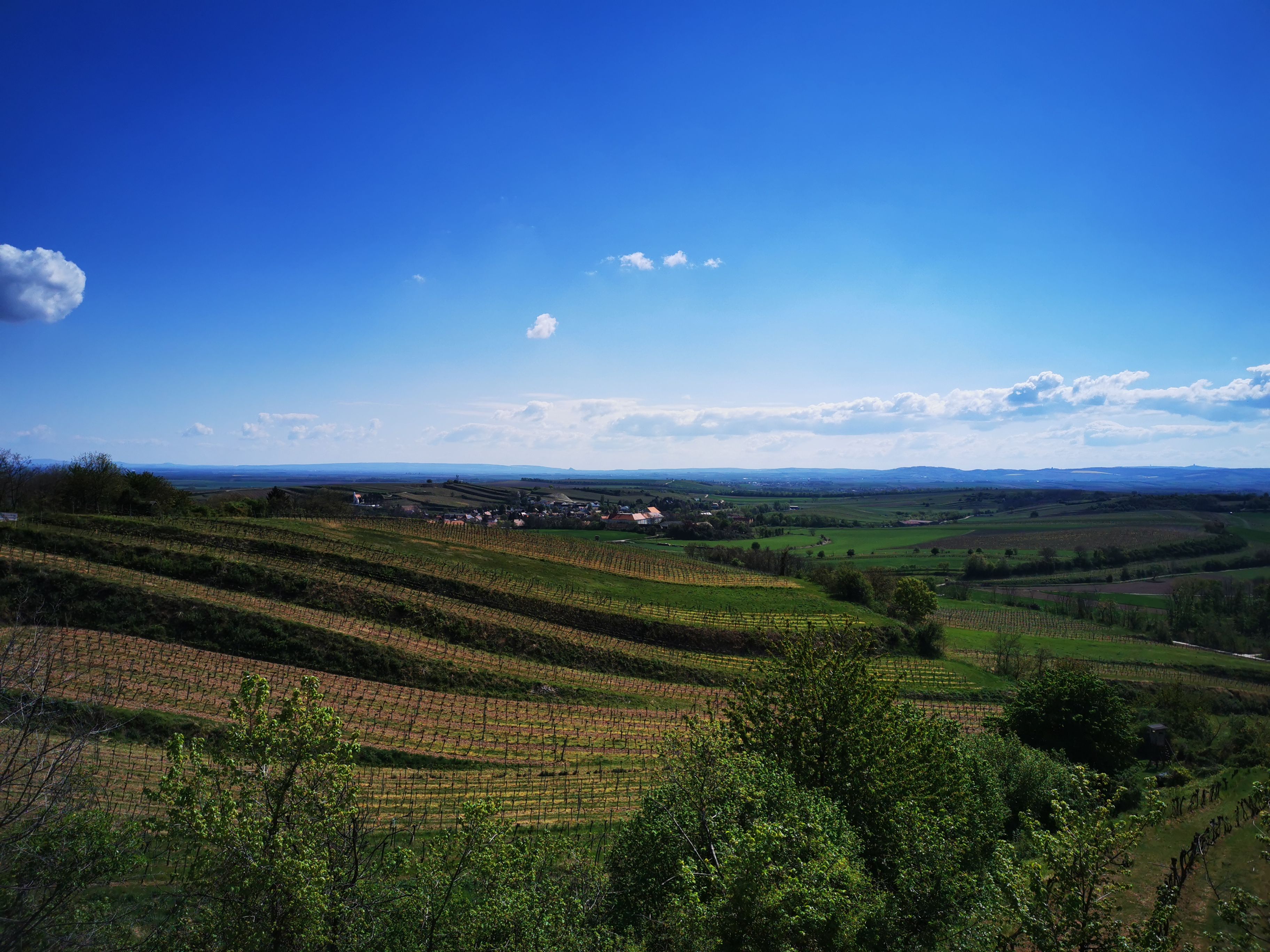 Vineyards and countryside under a blue sky in Vösenau.