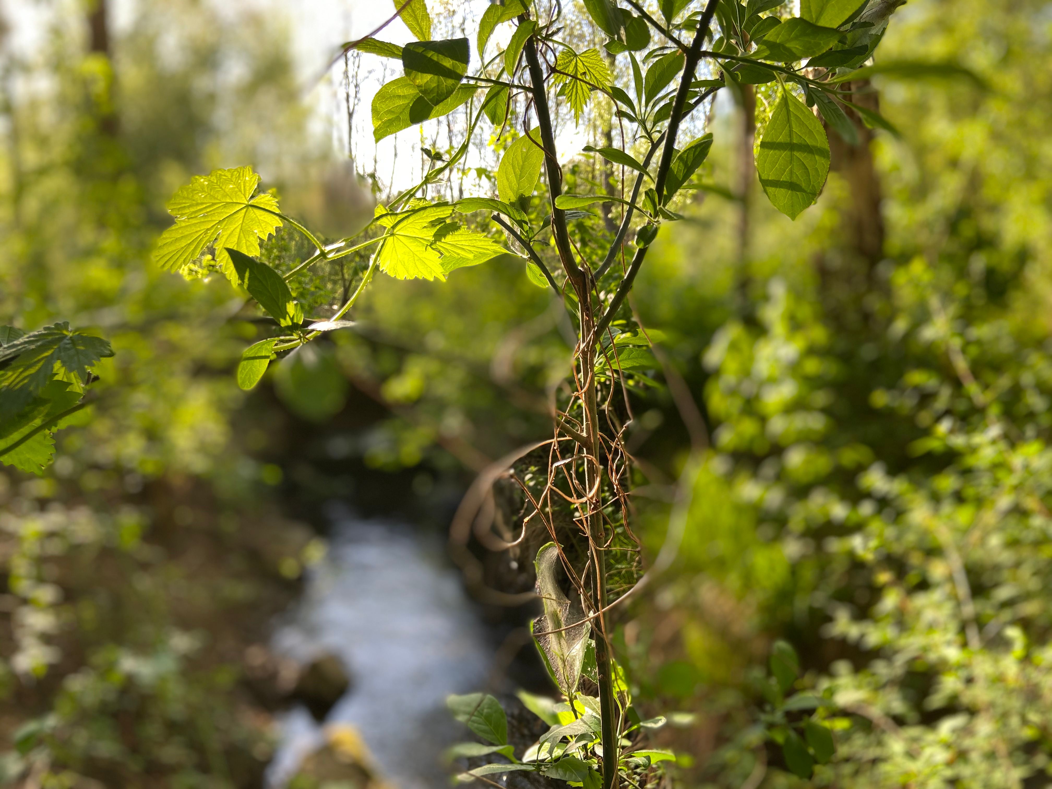 Nahaufnahme von grünen Blättern und Ranken im Vordergrund, unscharfer Waldhintergrund mit Bach.