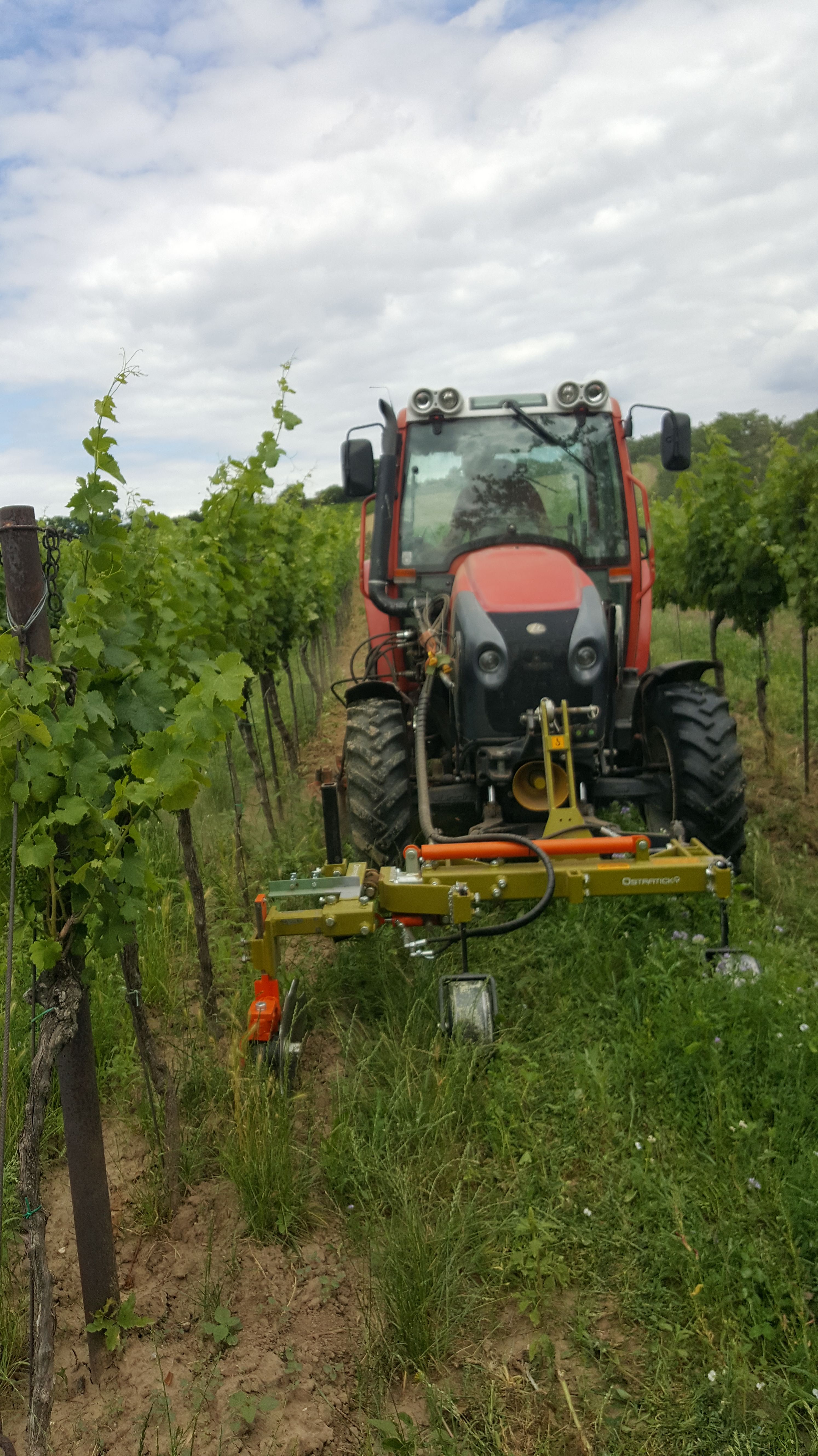 Ein Traktor fährt durch einen Weinberg und bearbeitet den Boden zwischen den Reben.