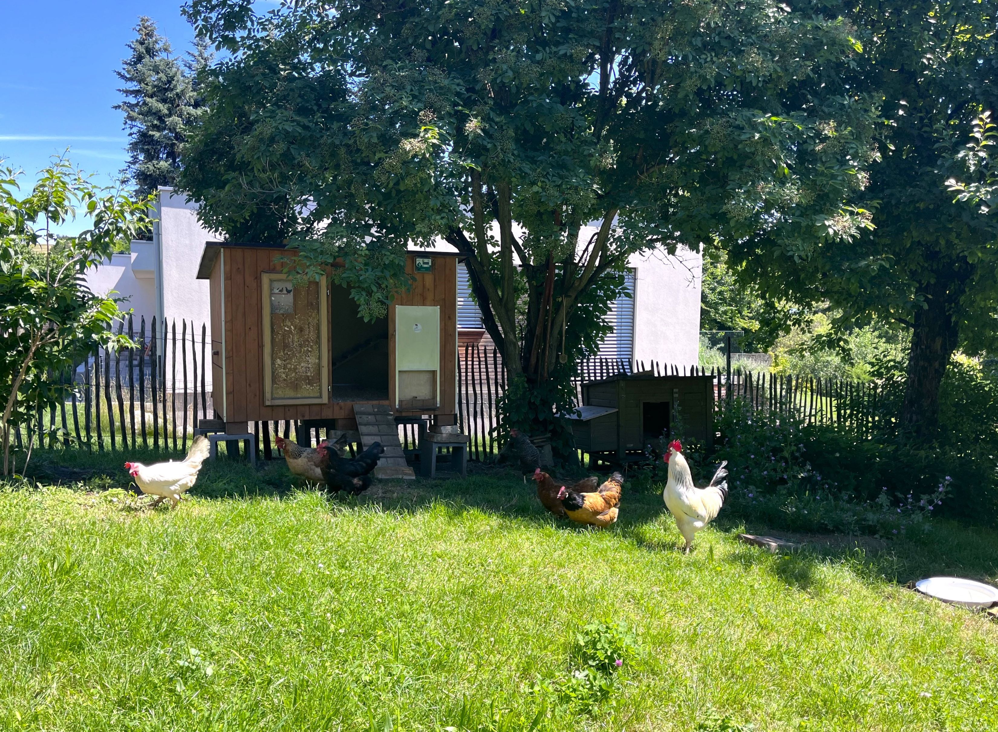Hühner und ein Hahn im Garten vor einem Hühnerstall.