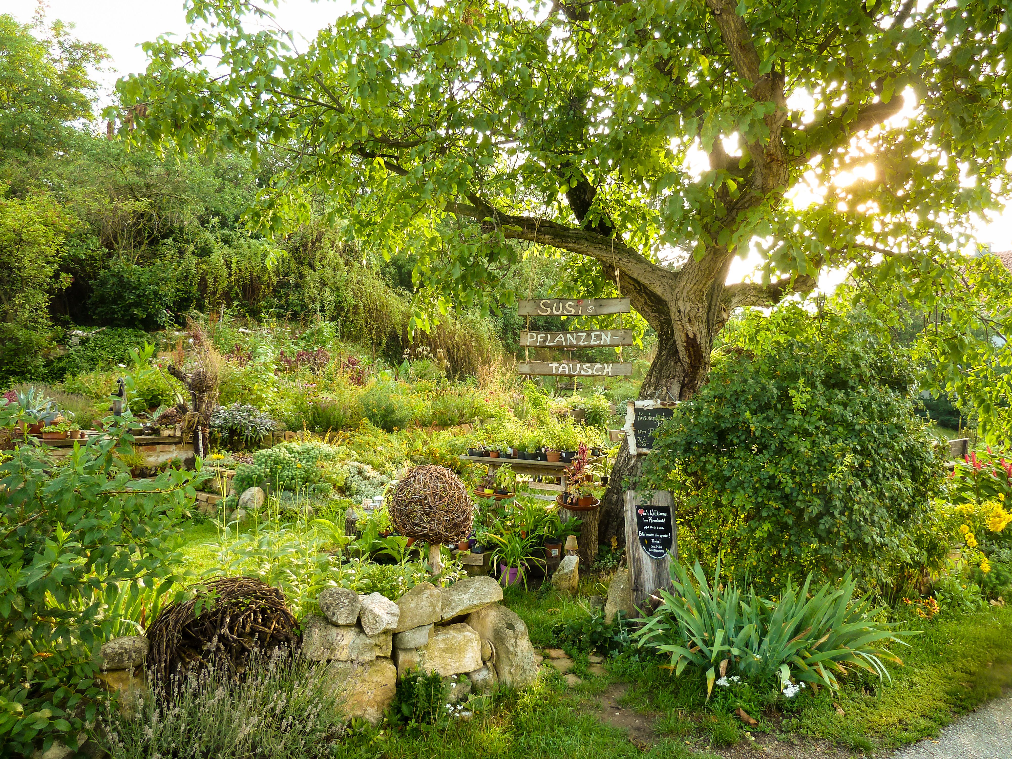 A lush garden with a tree on which hangs a sign saying 'Susi's Pflanzentausch'.