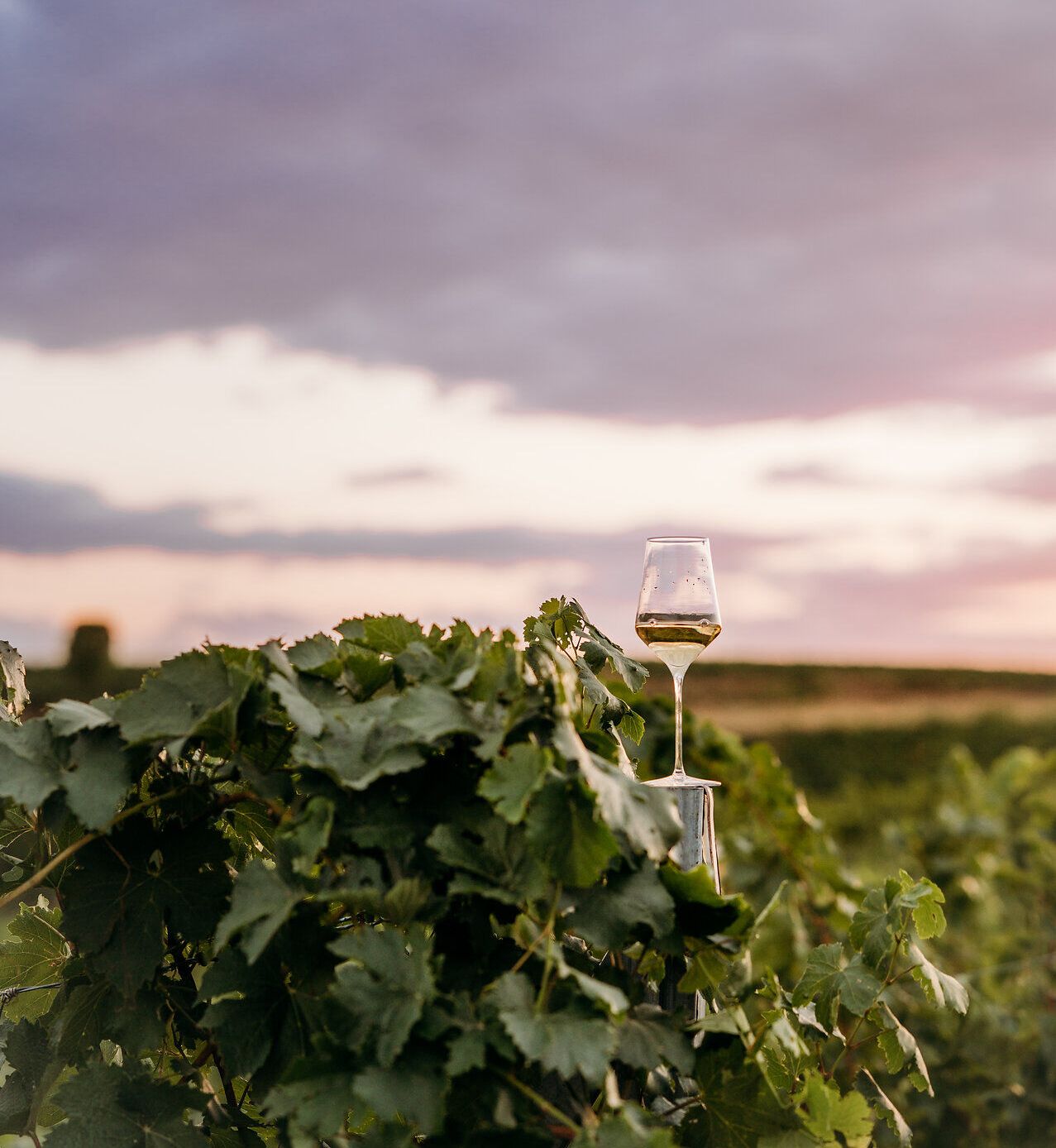 Ein Glas Weißwein ist auf einem Weingartensteher platziert. Der Himmel färbt sich in wunderschönen Farben des Sonnenuntergangs.