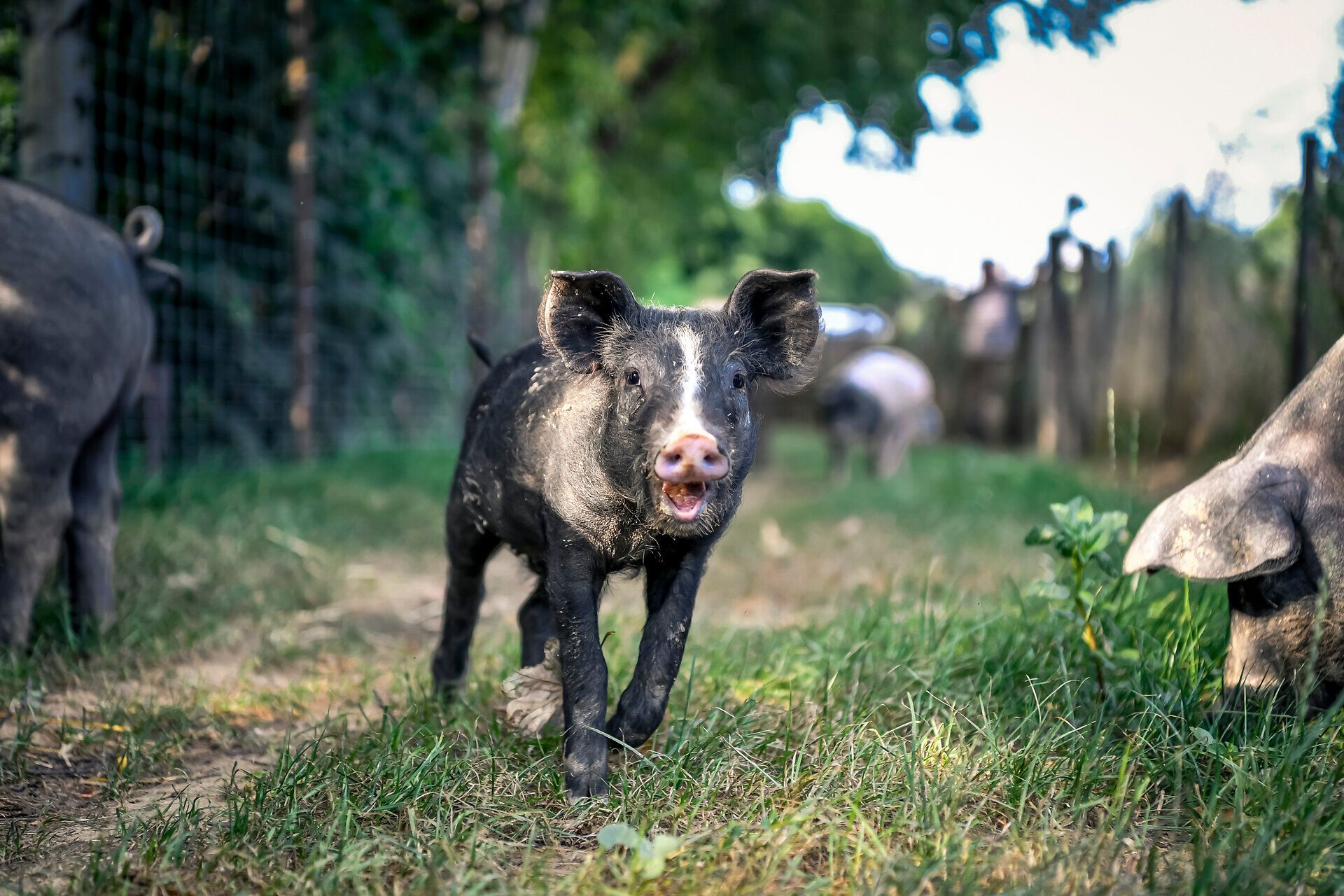 In der sanften Hügellandschaft des Weinviertels erkunden fröhliche Schweine die saftigen Wiesen. Ihre Neugier und Lebensfreude verleihen der idyllischen Umgebung eine besondere Atmosphäre, die Besucher zum Verweilen einlädt.