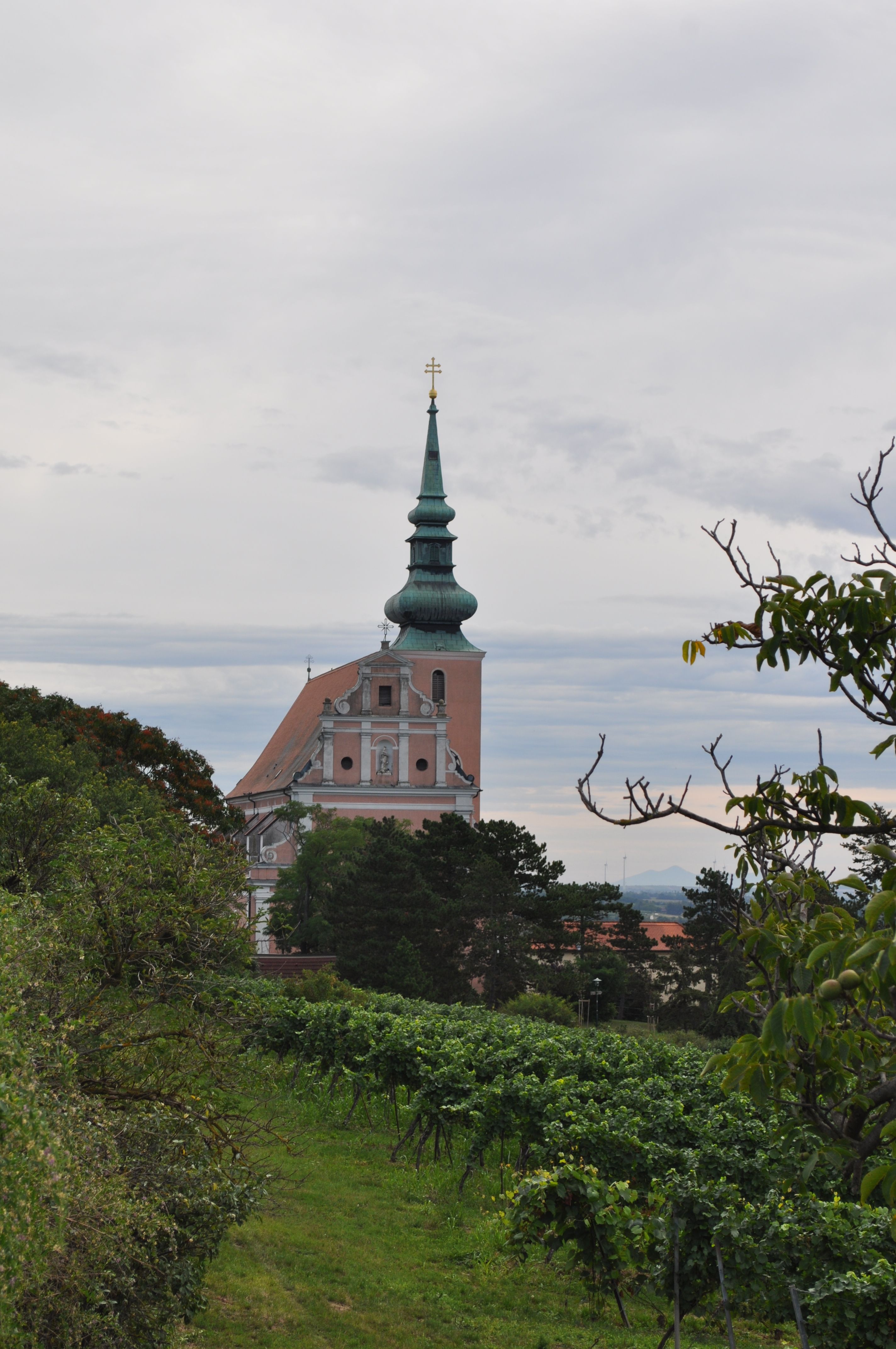 Kirche mit grünem Turm und Weinberg im Vordergrund.