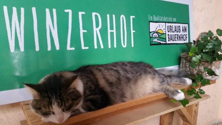 Eine Katze liegt auf einem Regal vor einem Schild mit der Aufschrift 'Winzerhof' und 'Urlaub am Bauernhof'.