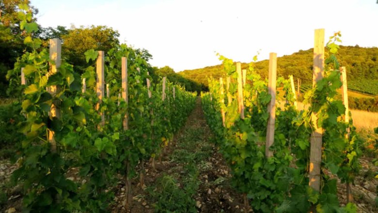 Weinreben in einem Weinberg bei Sonnenuntergang.