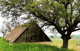 Altes Presshaus mit Ziegeldach und Baum im Vordergrund, umgeben von gr&uuml;ner Landschaft und Weinbergen.
