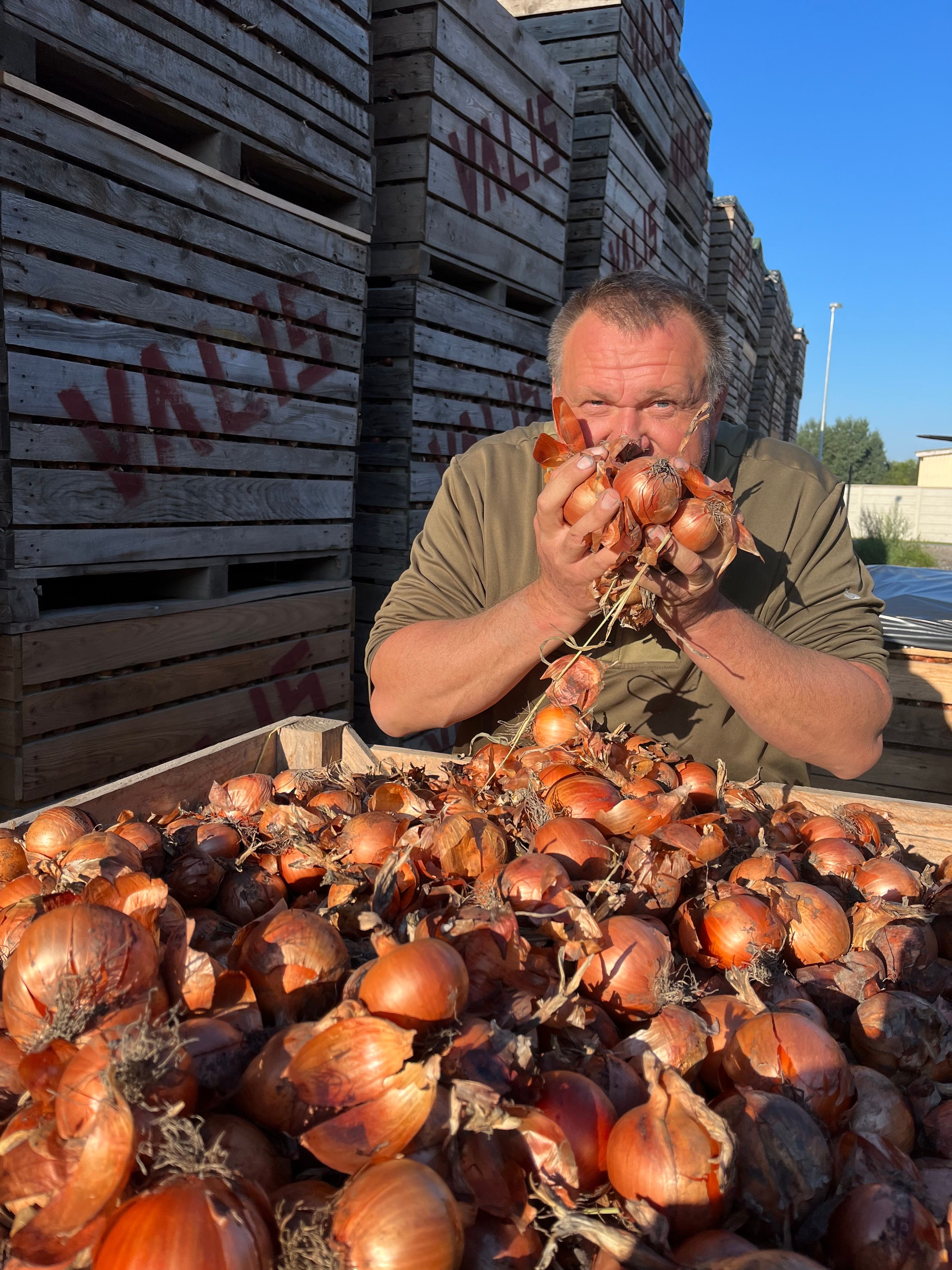 Ein Landwirt präsentiert Zwiebel.