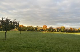 Herbstliche Landschaft mit Bäumen auf einer Wiese bei Sonnenuntergang.