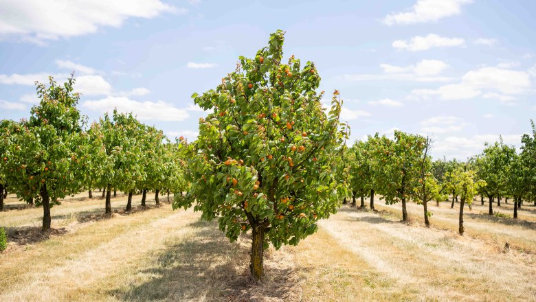Apricot farm Hackl, © Netzwerk Kulinarik/pov.at