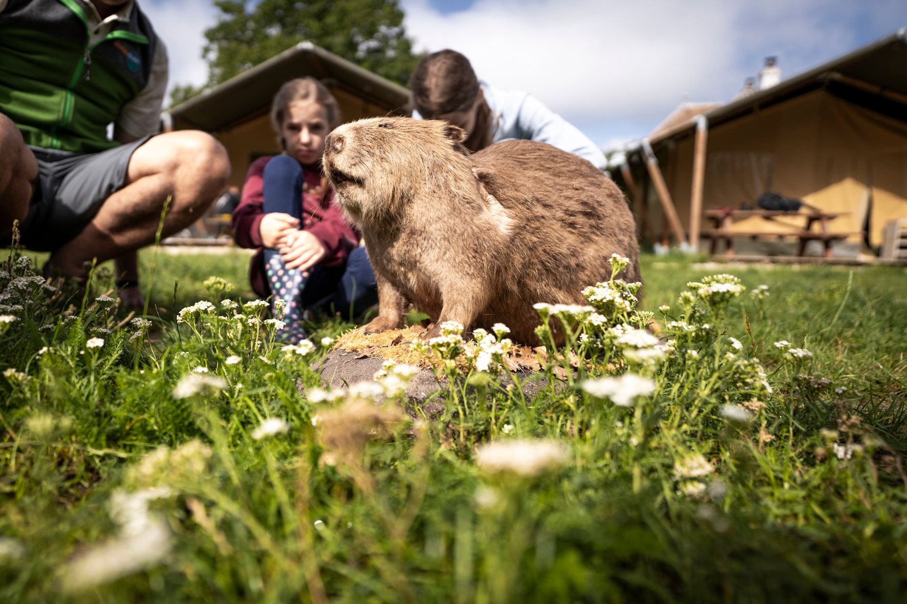 Ein Murmeltier sitzt auf einer Wiese vor einem Zelt, umgeben von Menschen, die es beobachten.