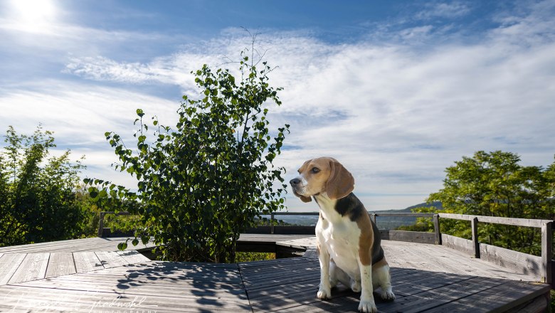 Ein Beagle sitzt auf einer Holzplattform im Freien, umgeben von B&auml;umen und unter einem blauen Himmel mit Wolken.