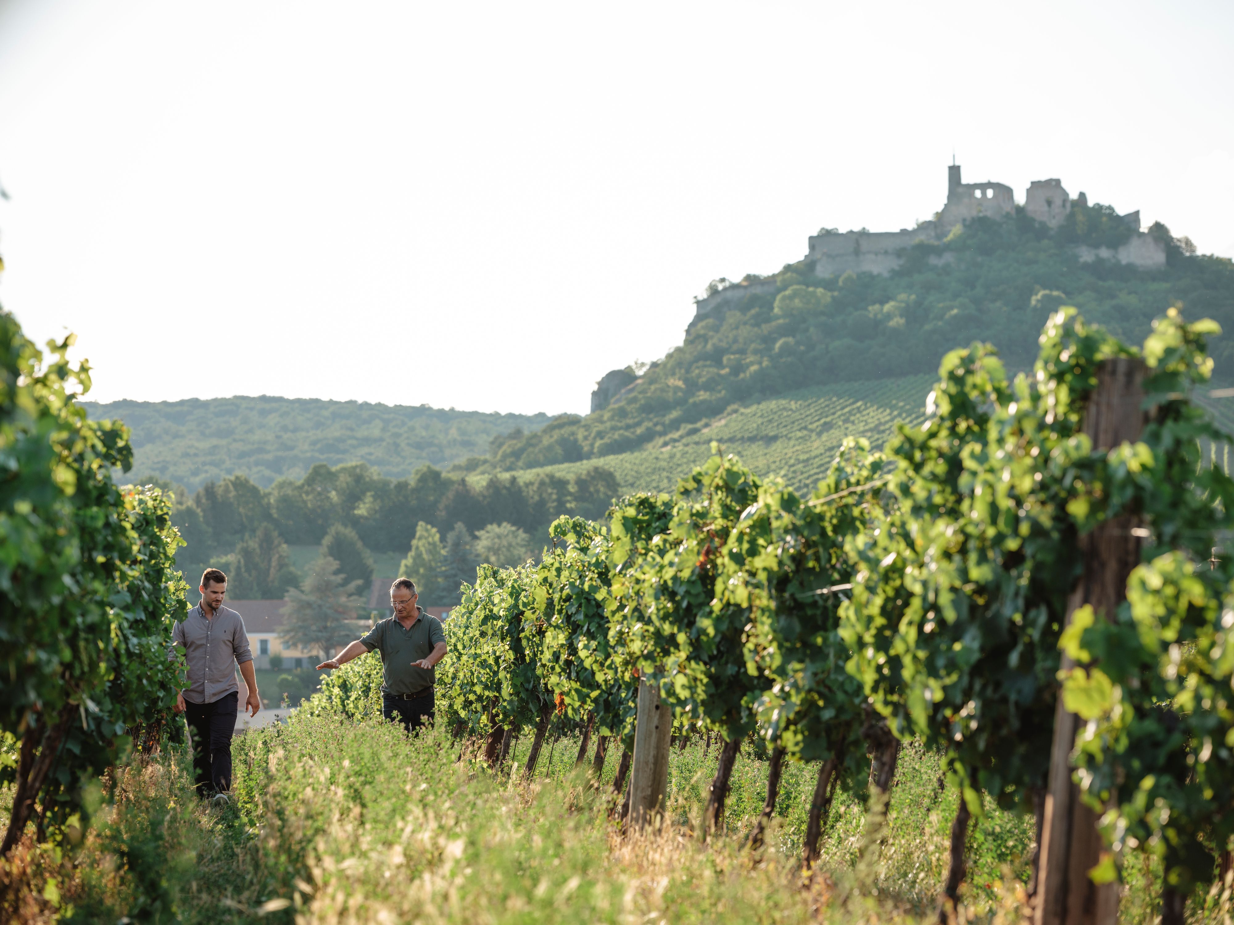 Two men walk through a vineyard with a ruined castle in the background.