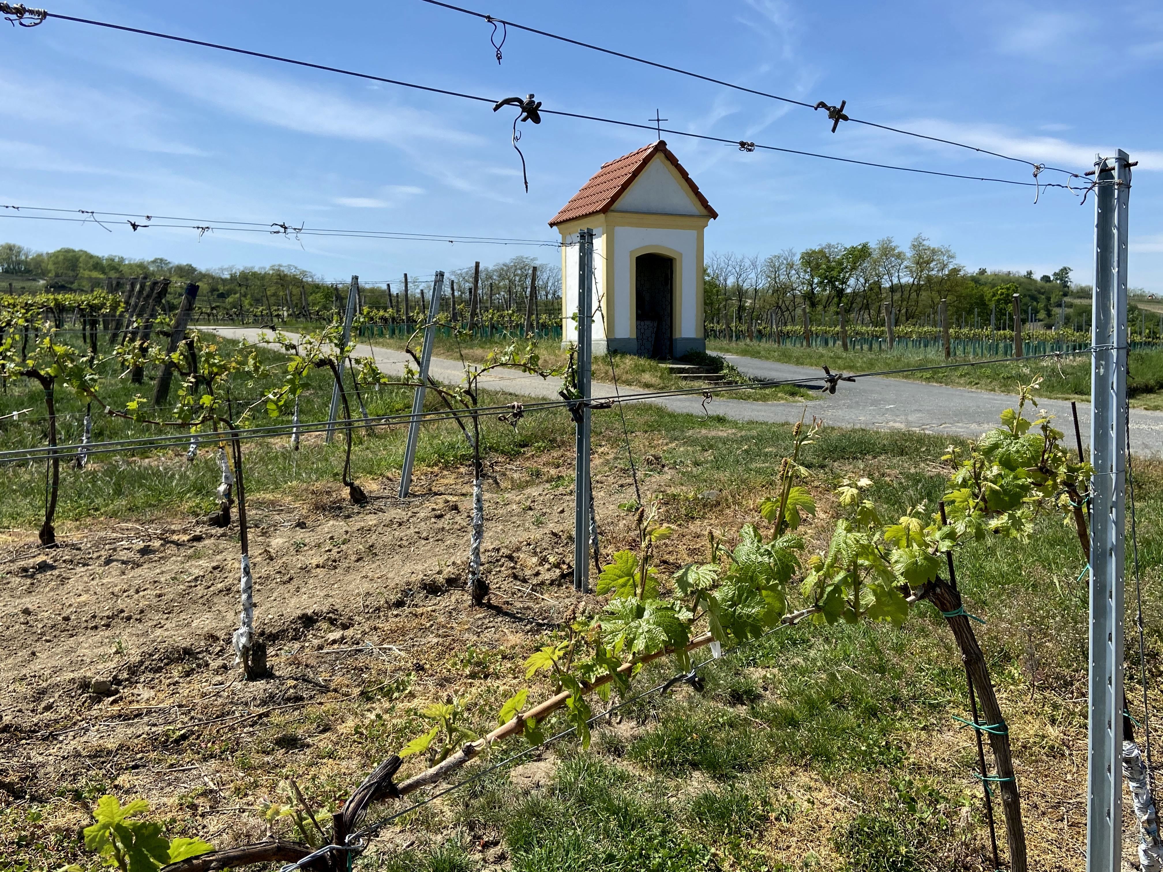 Eine kleine Kapelle steht inmitten von Weinbergen unter einem blauen Himmel.