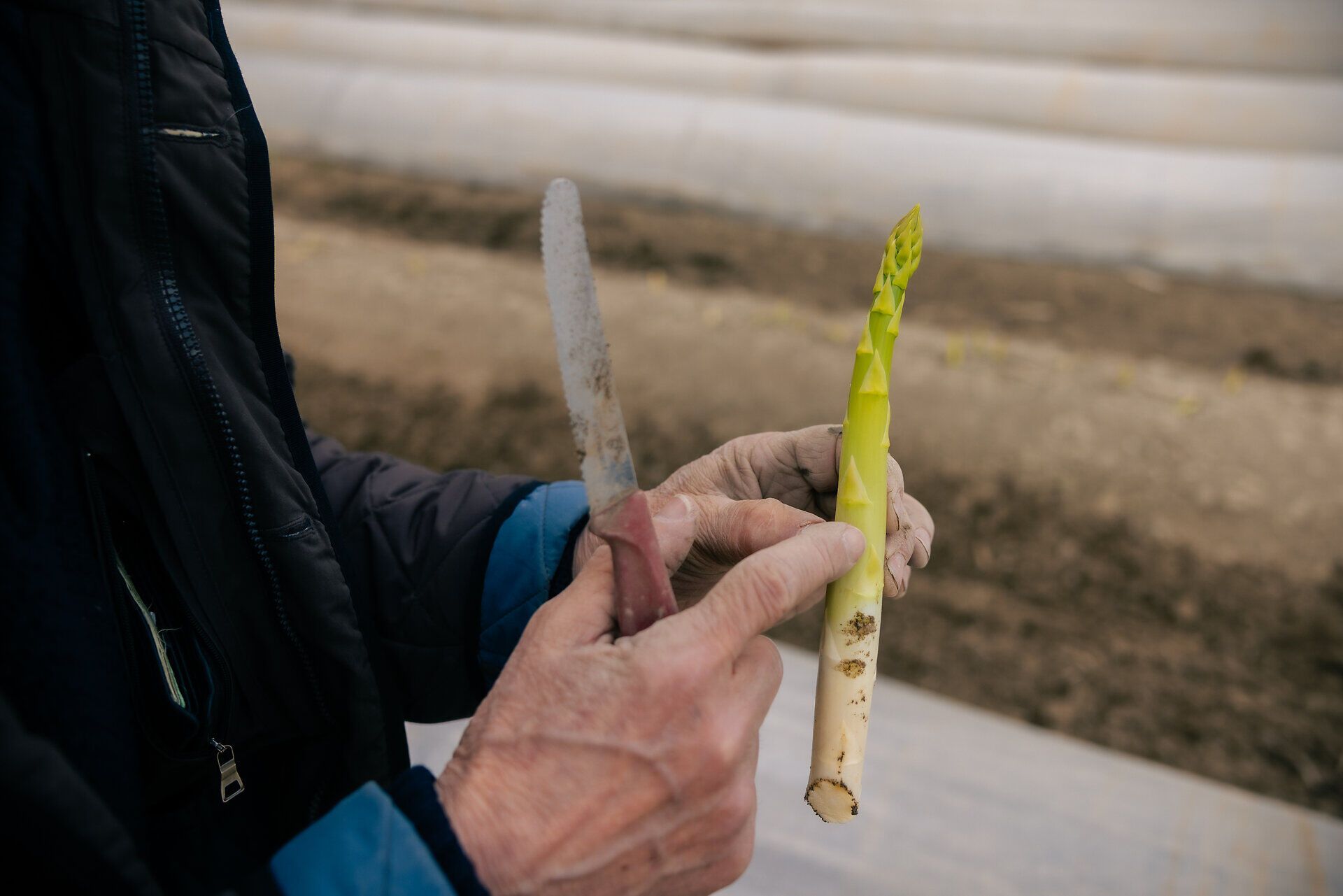 Nahaufnahme von Händen mit einer grünen Spargelspitze und einem Spargelmesser. 