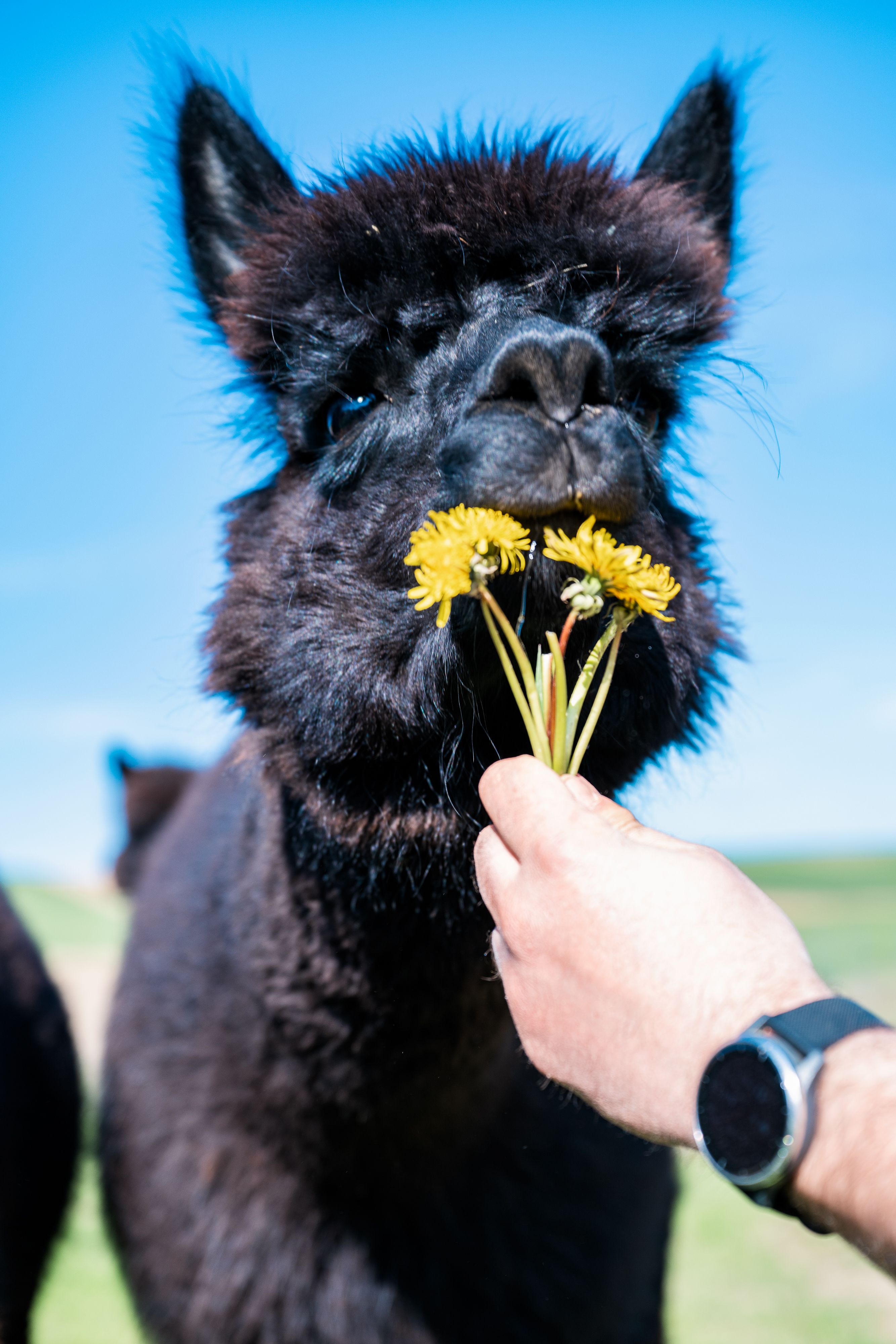 Ein schwarzes Alpaka riecht an gelben Blumen, die von einer Hand gehalten werden.