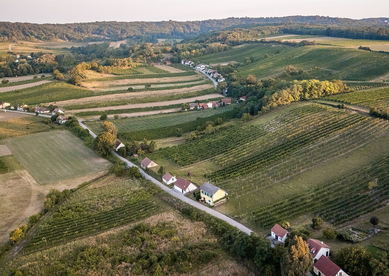Eingebettet in Weingärten und die sanft-hügelige Landschaft des Weinviertels liegt eine Kellergasse mit Presshäusern und Kellern.